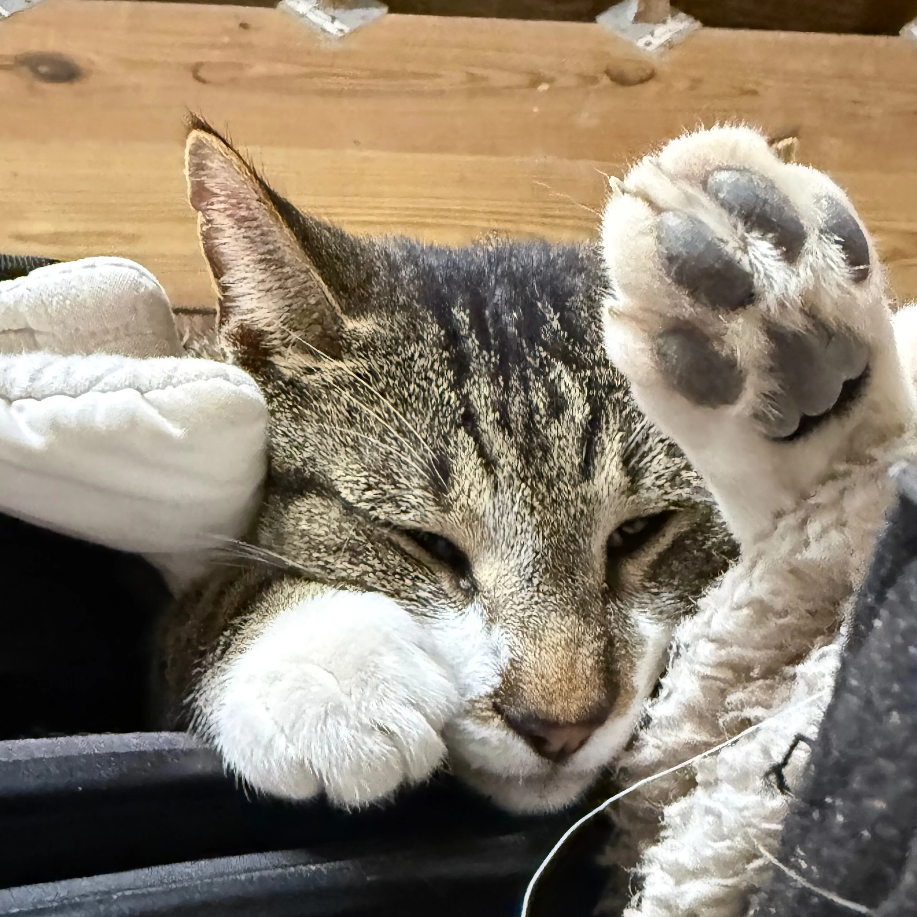 Lost pet-3