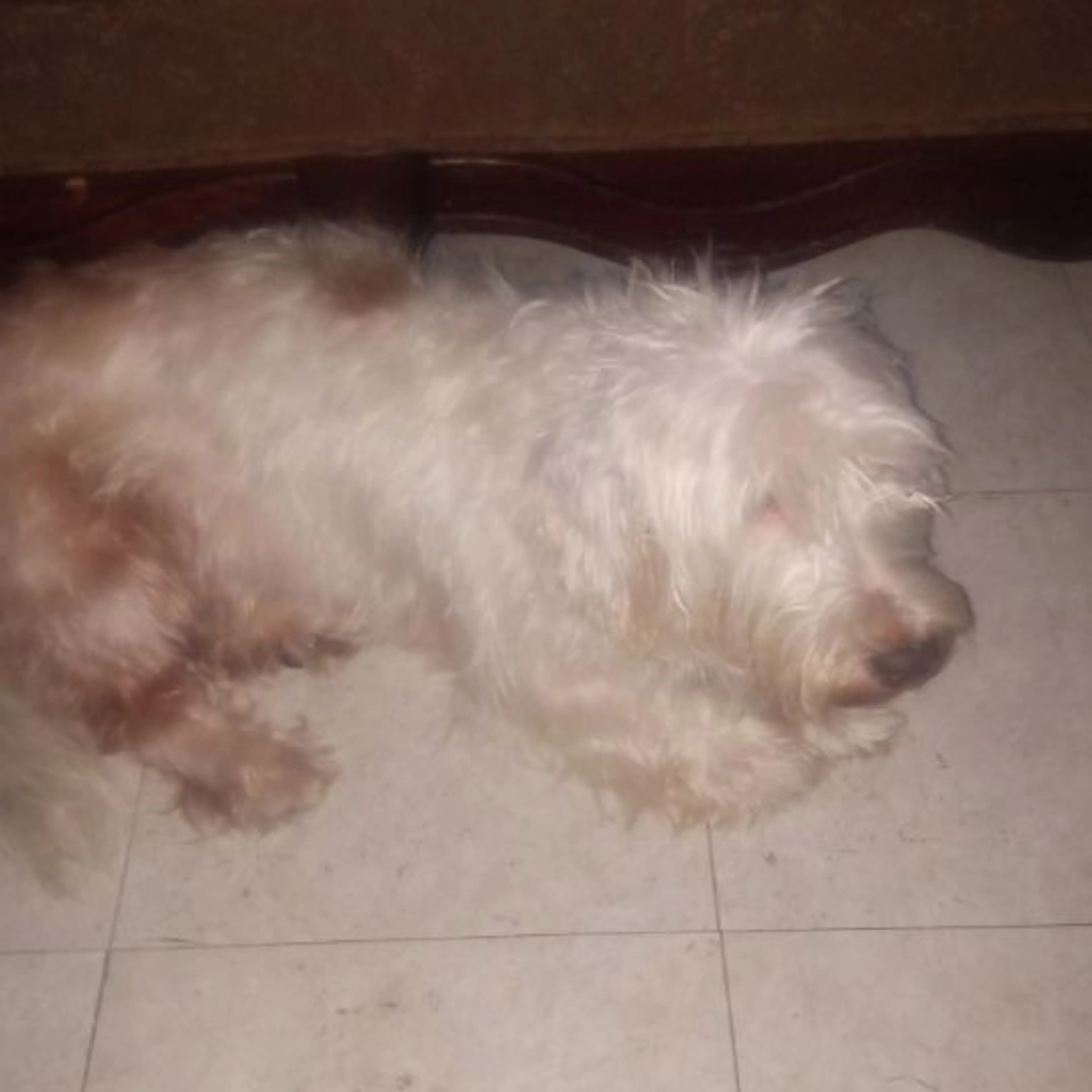 Lost pet