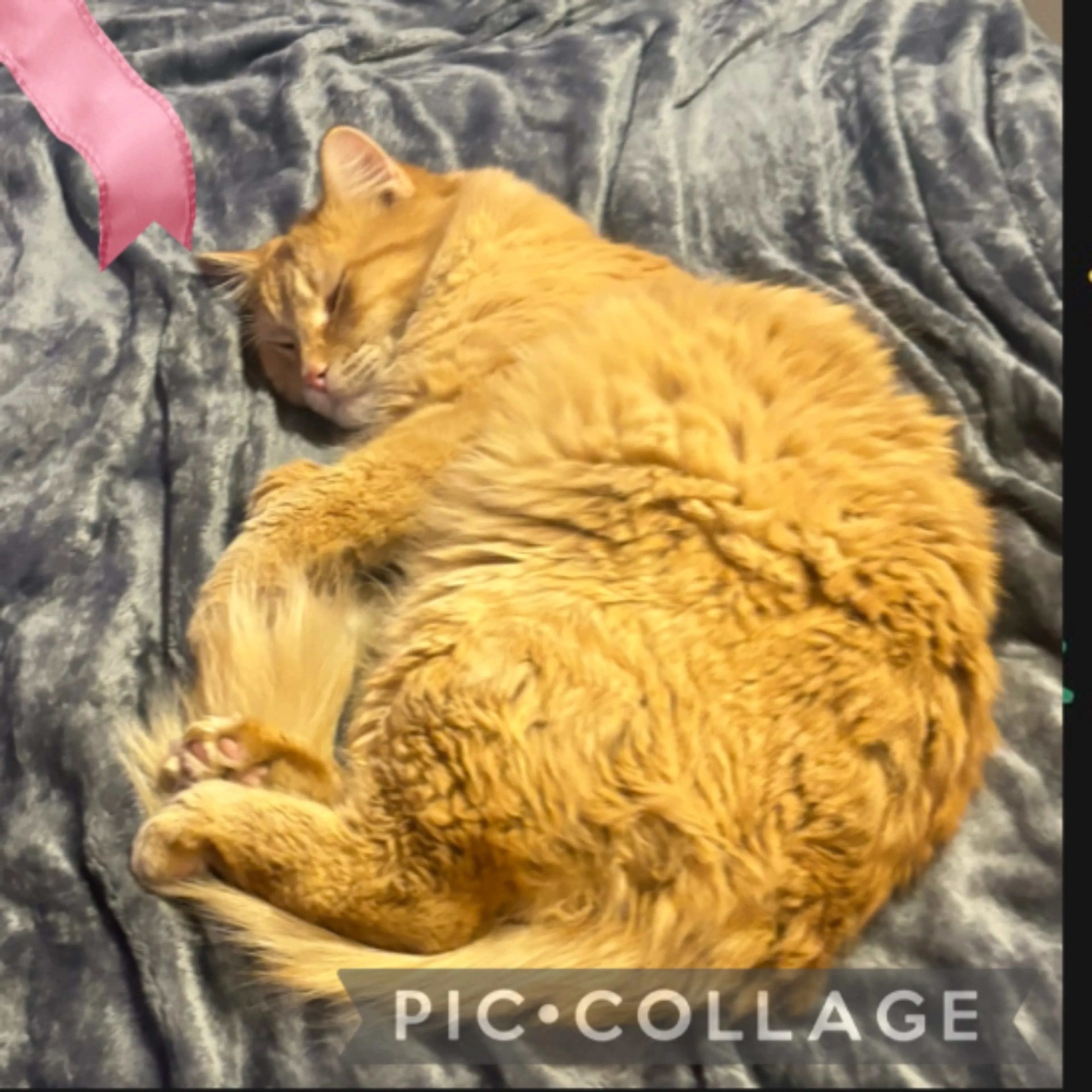 Lost pet