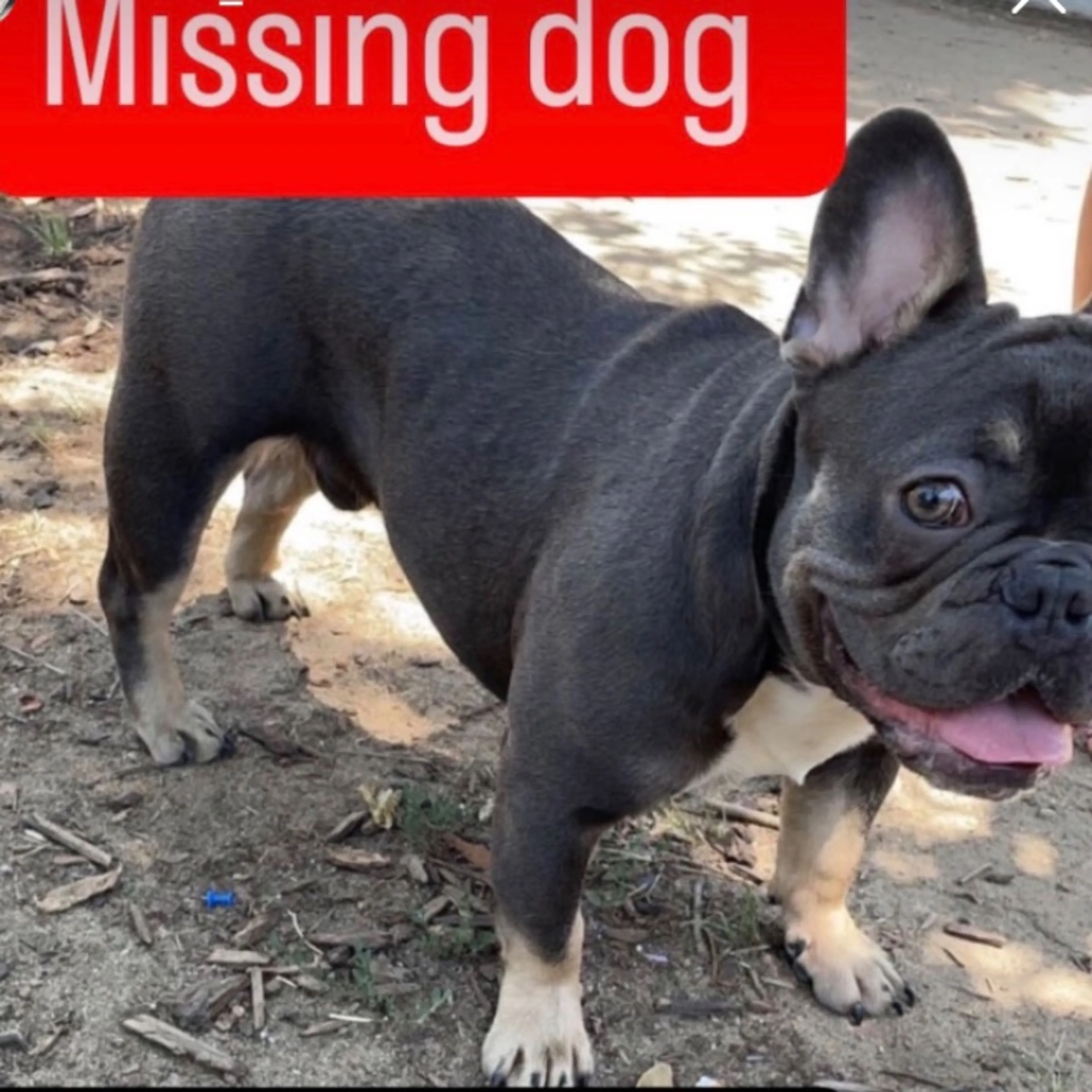 Lost pet