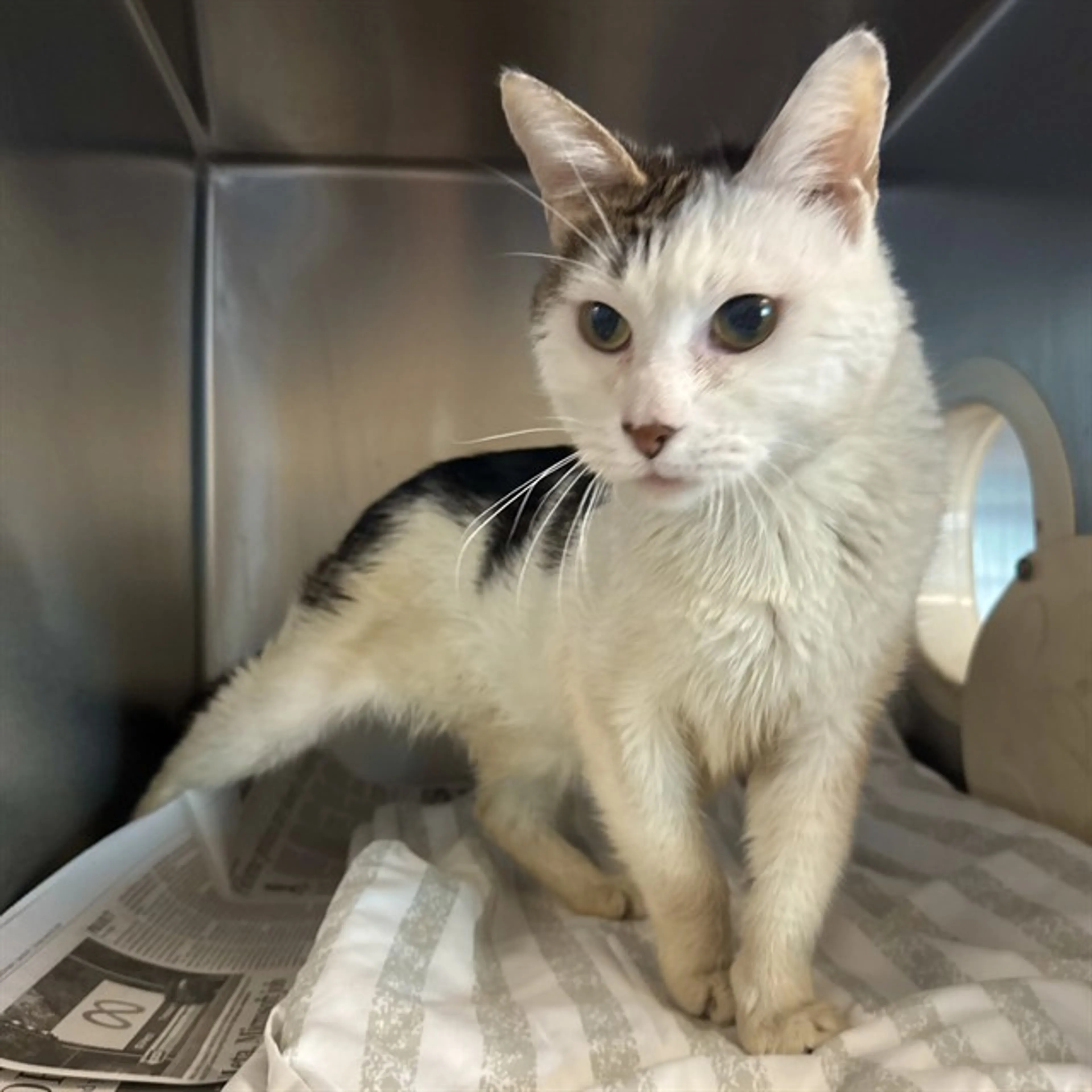 Found pet