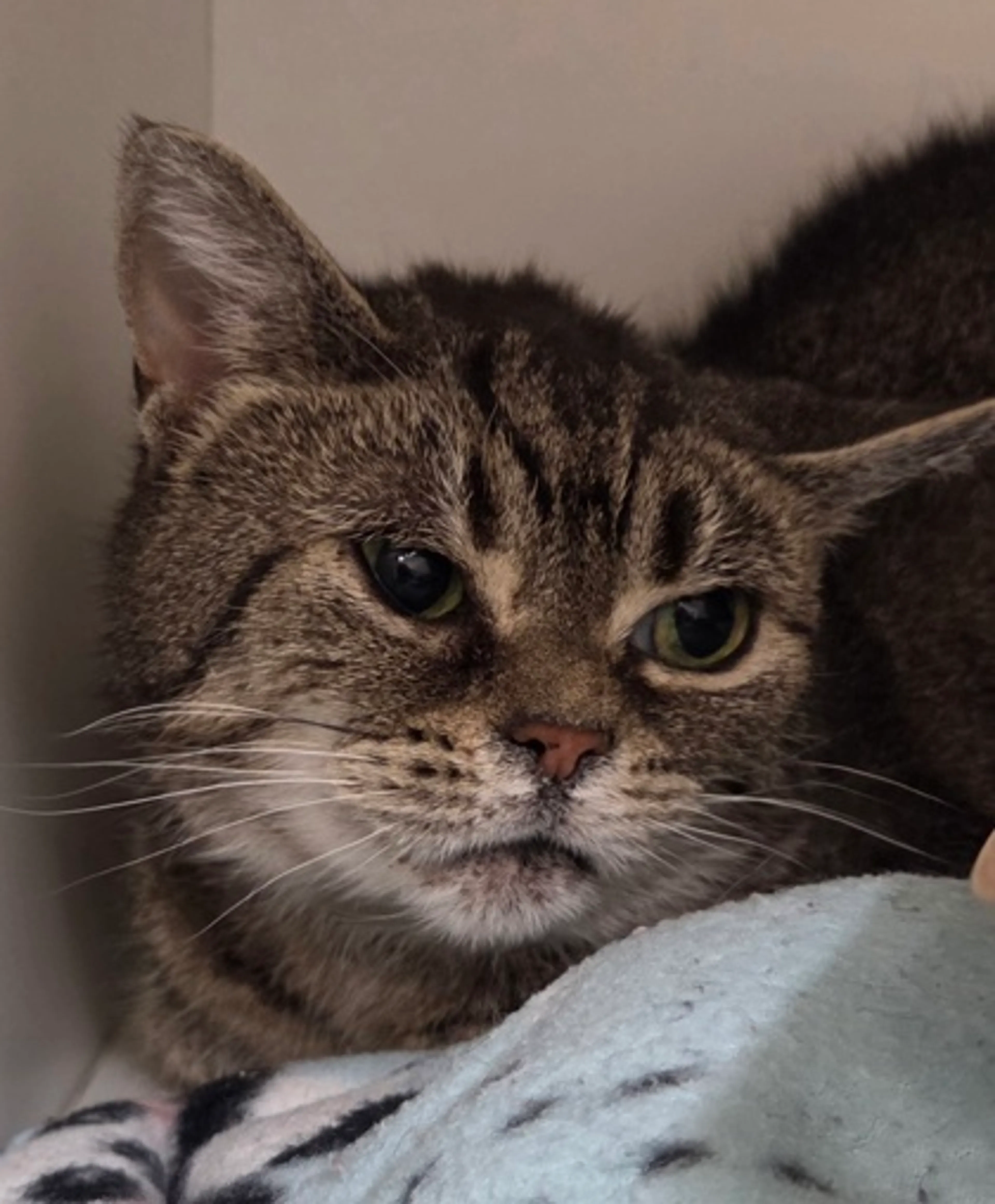 Found pet-1