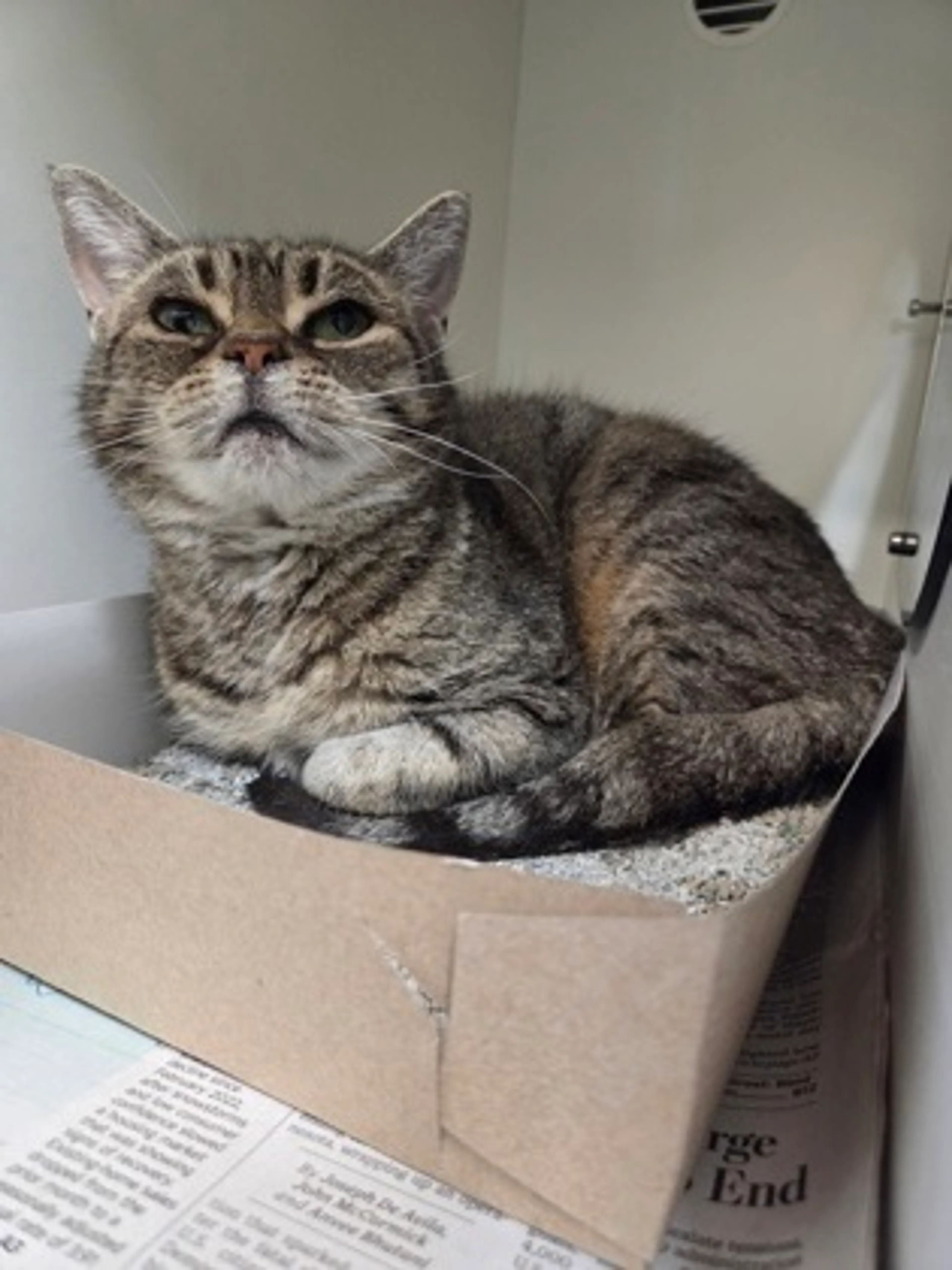 Found pet-2