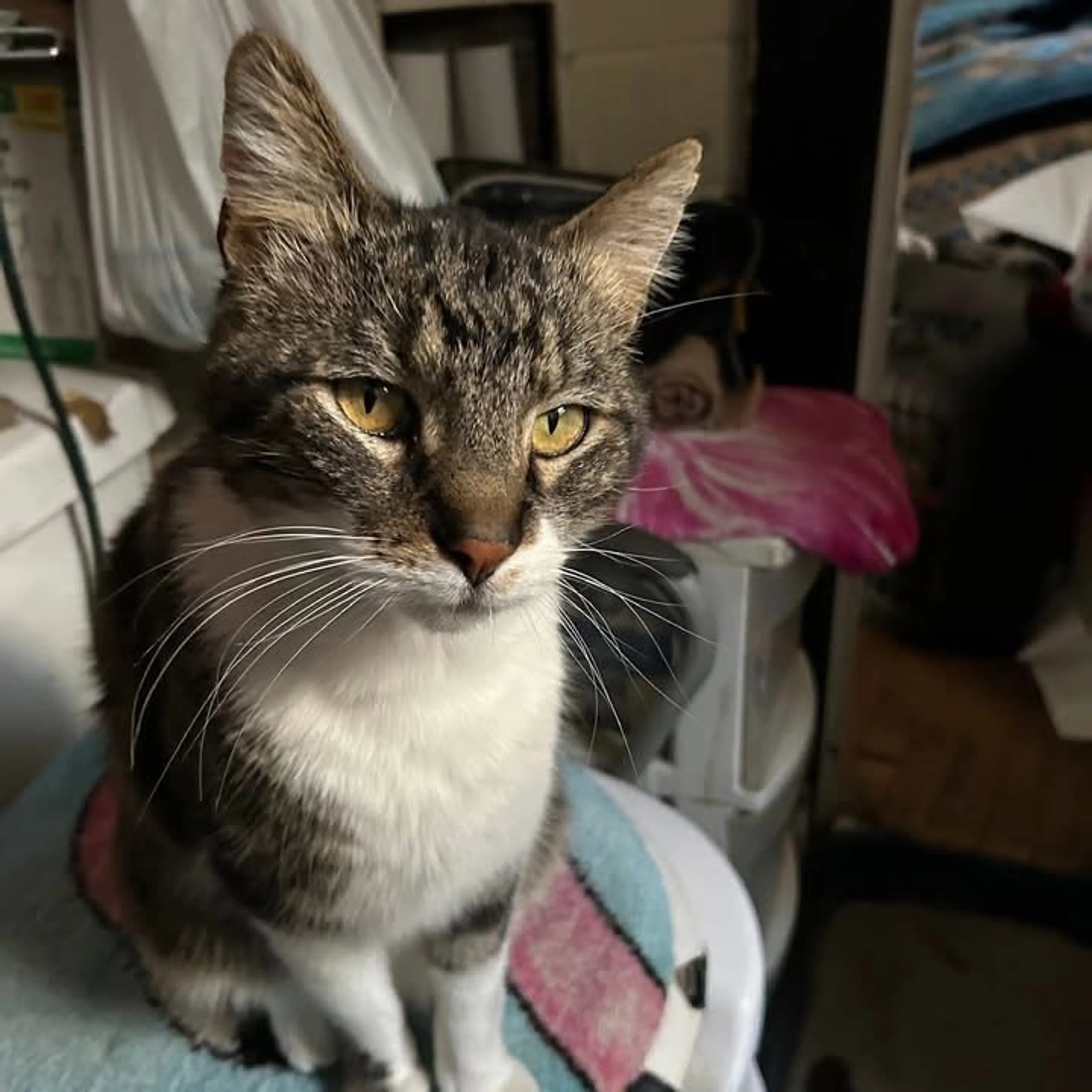 Lost pet
