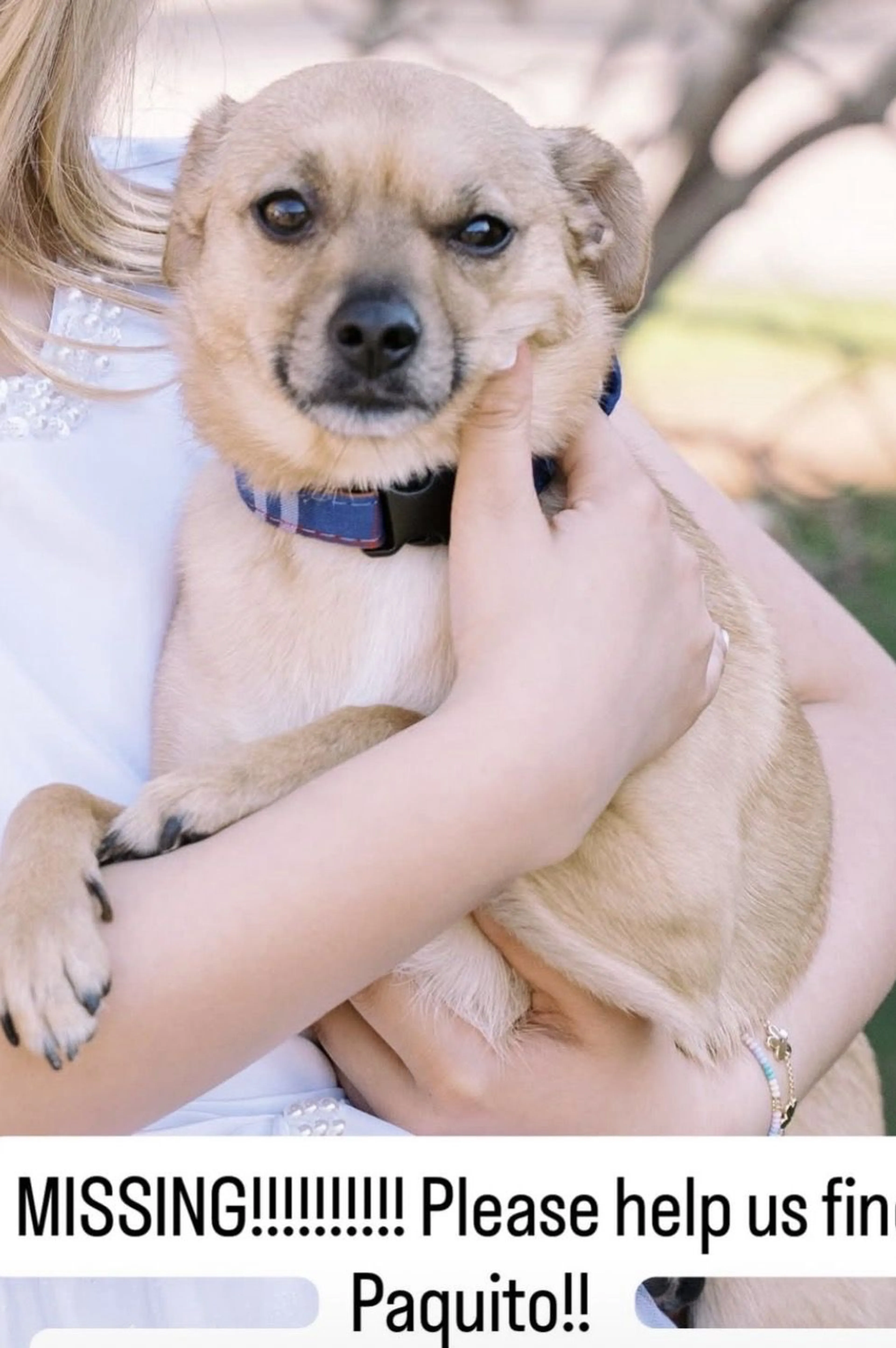 Lost pet