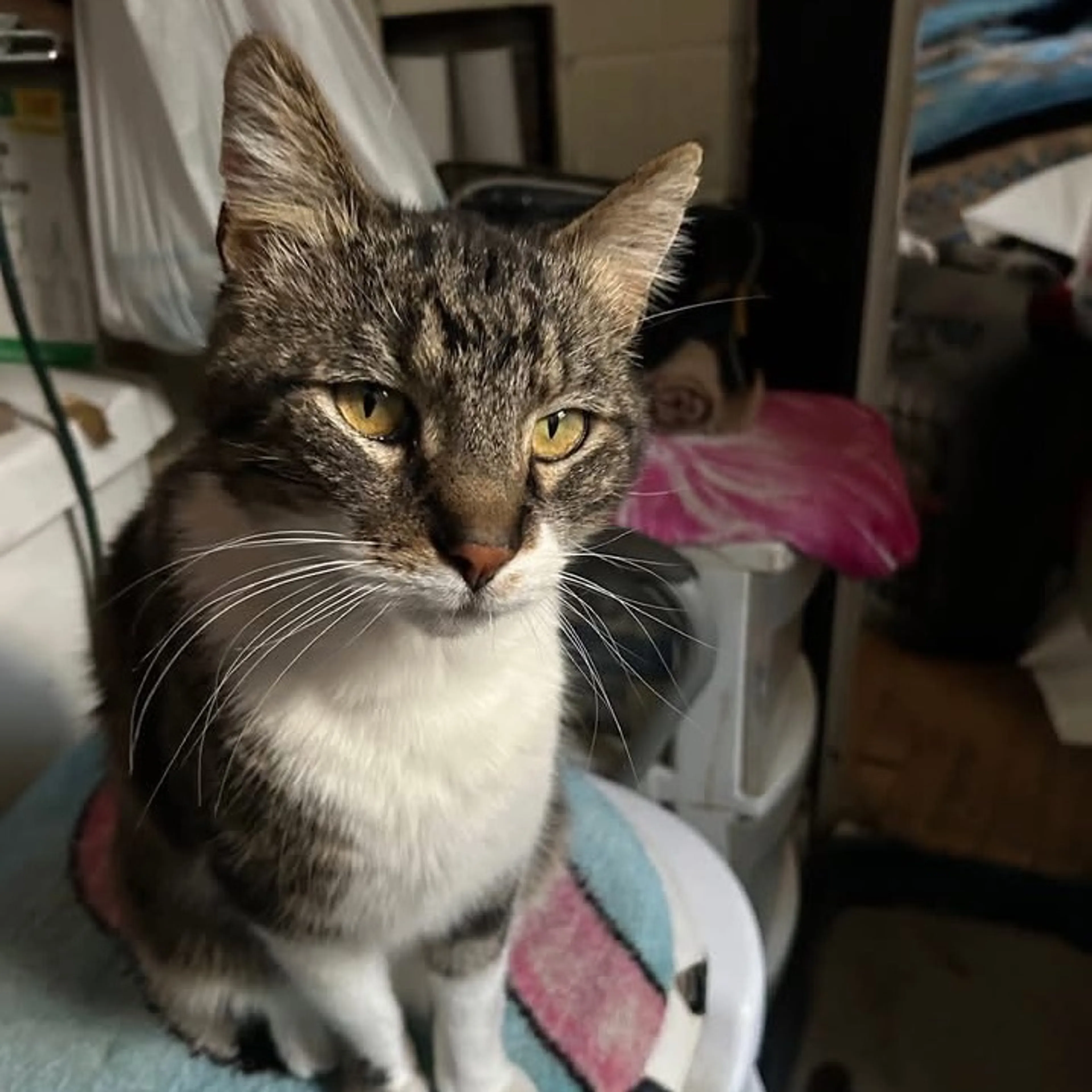 Lost pet