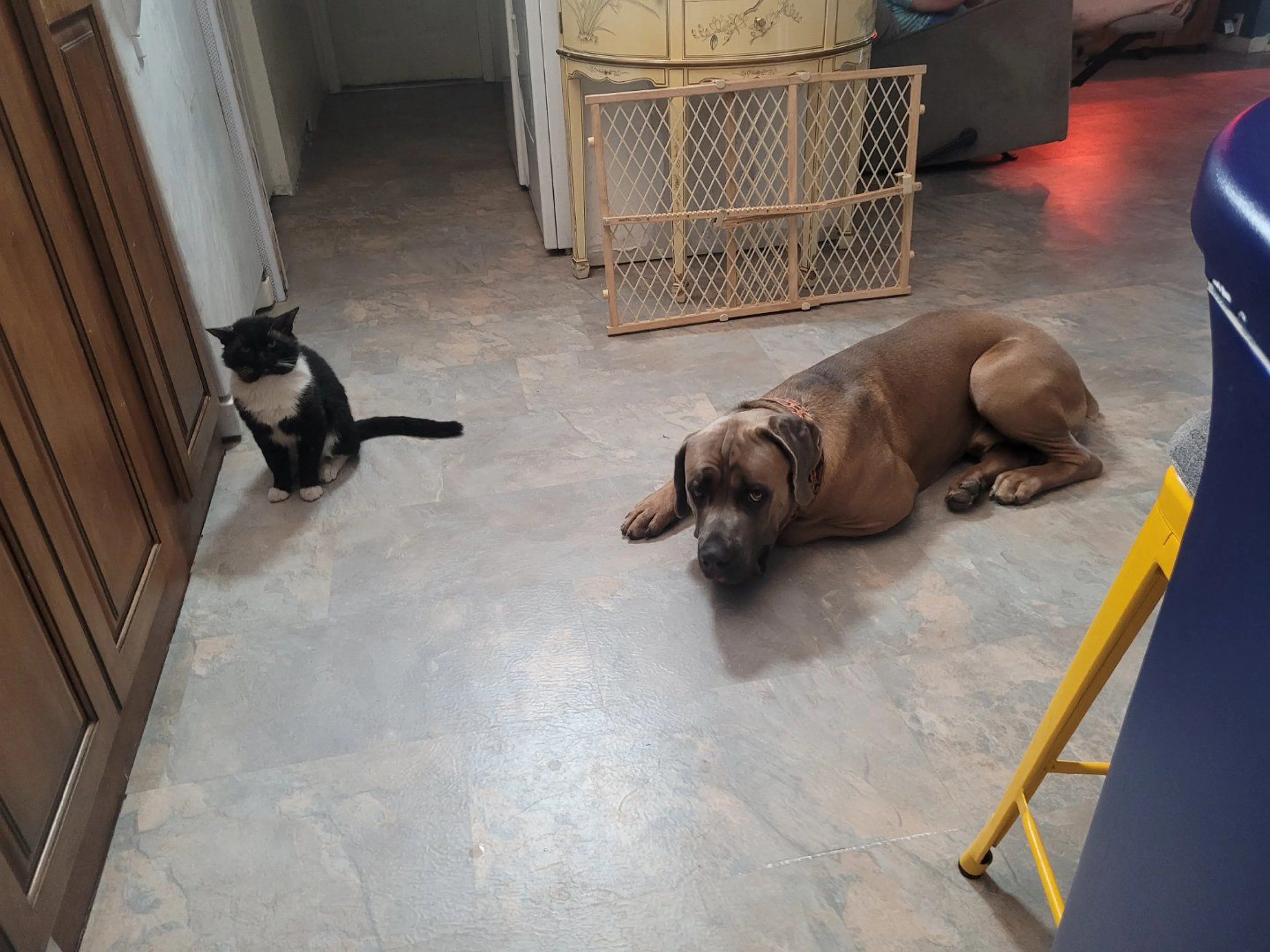 Lost pet