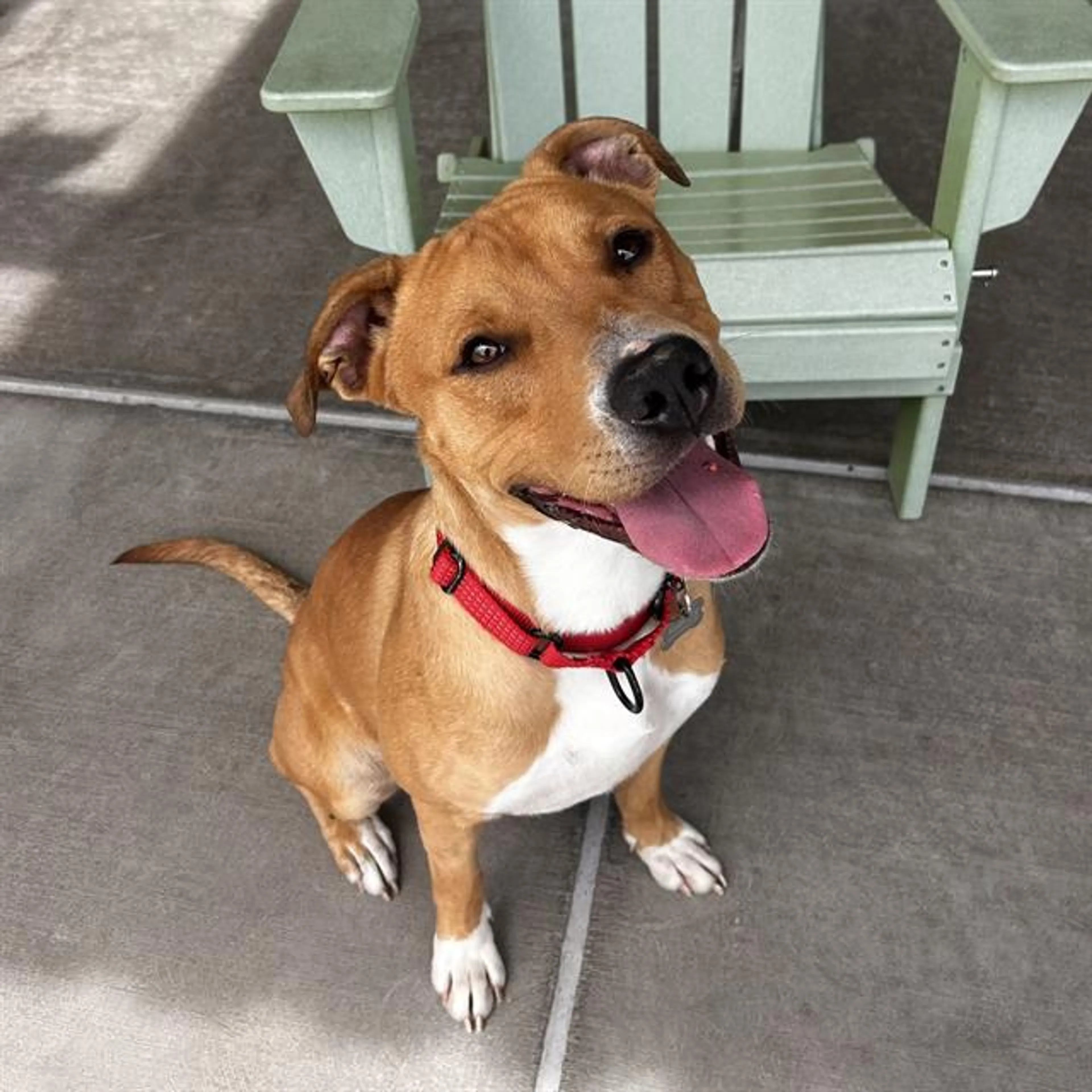 Found pet