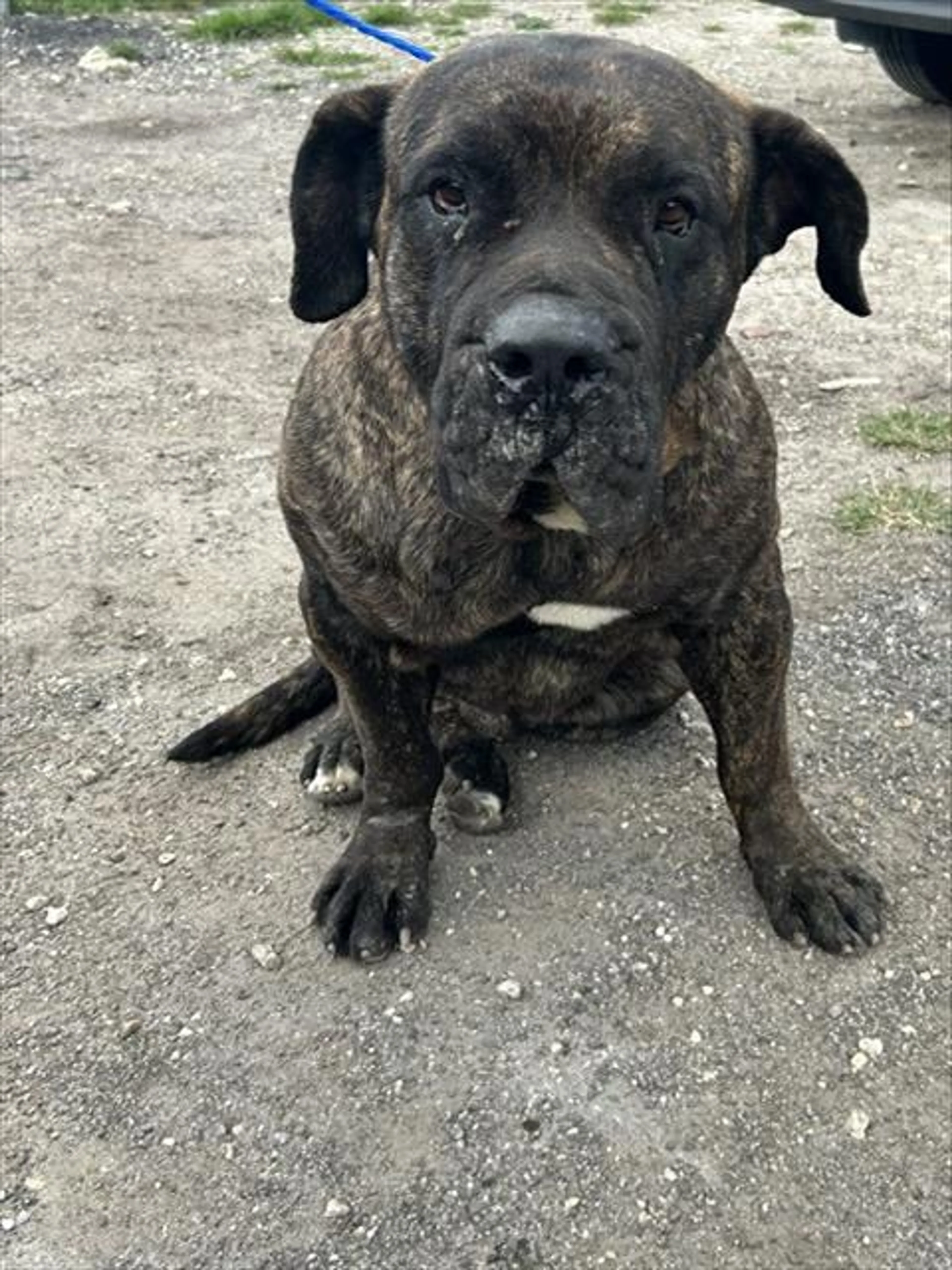 Found pet