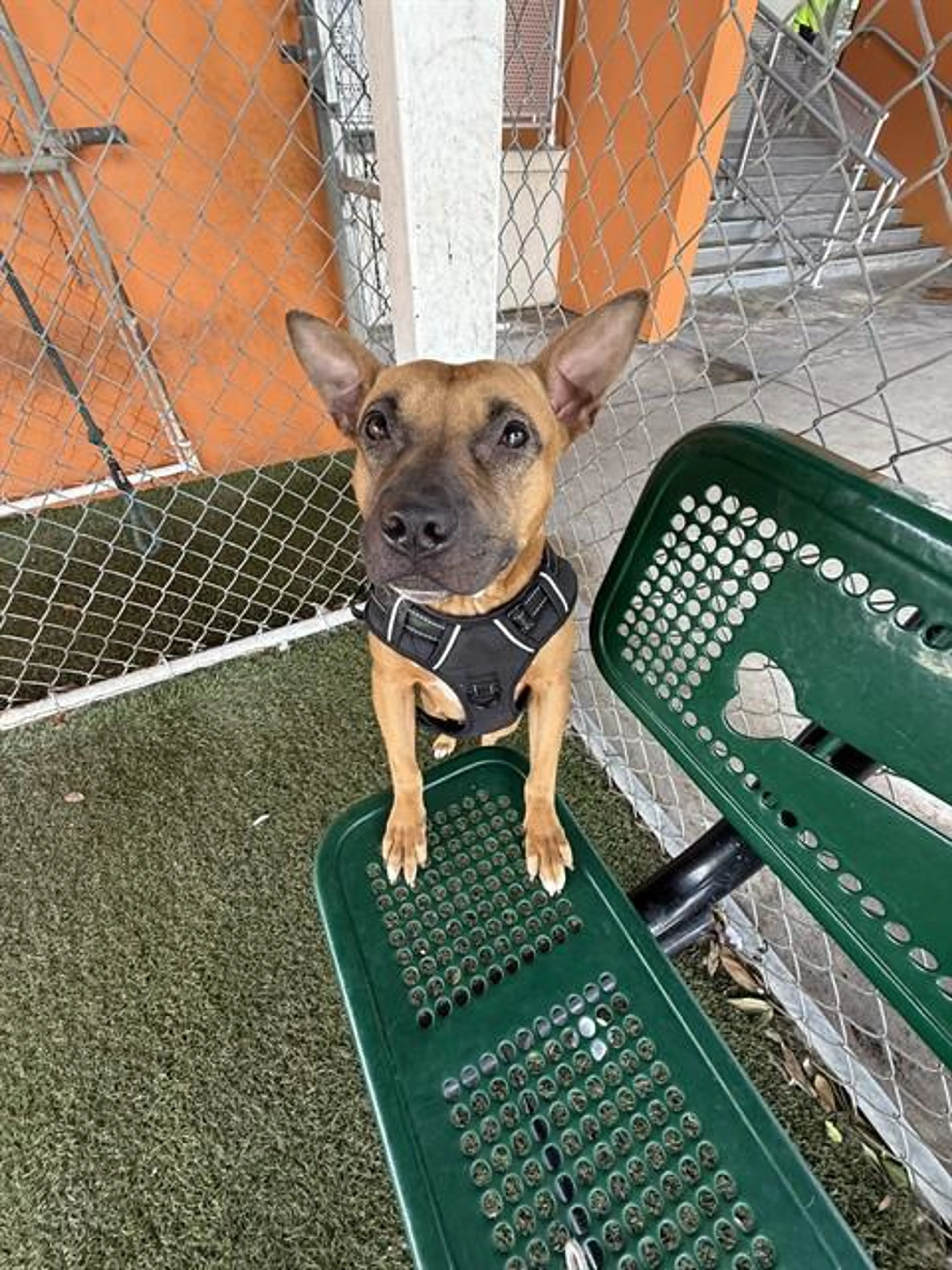 Found pet