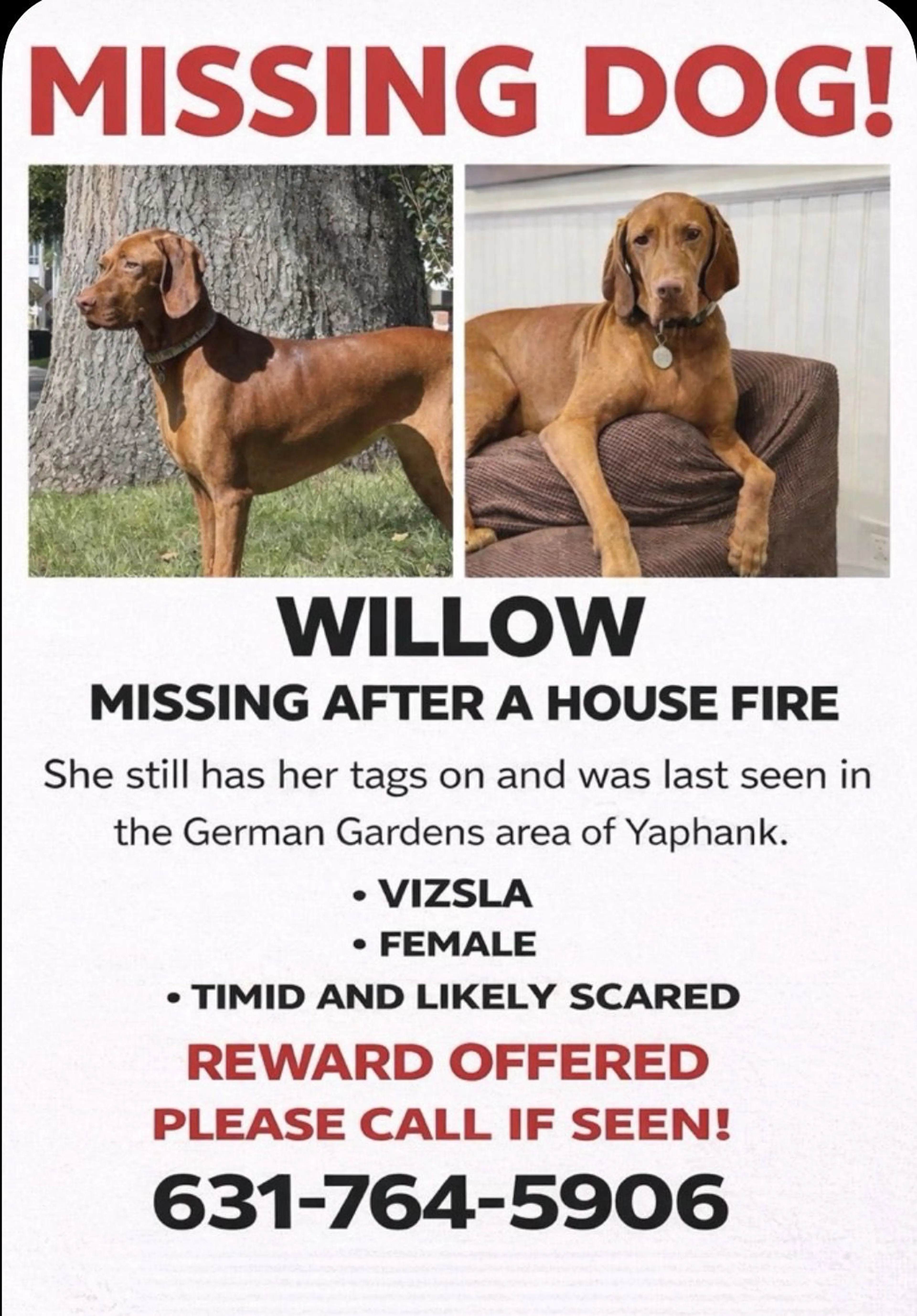 Lost pet