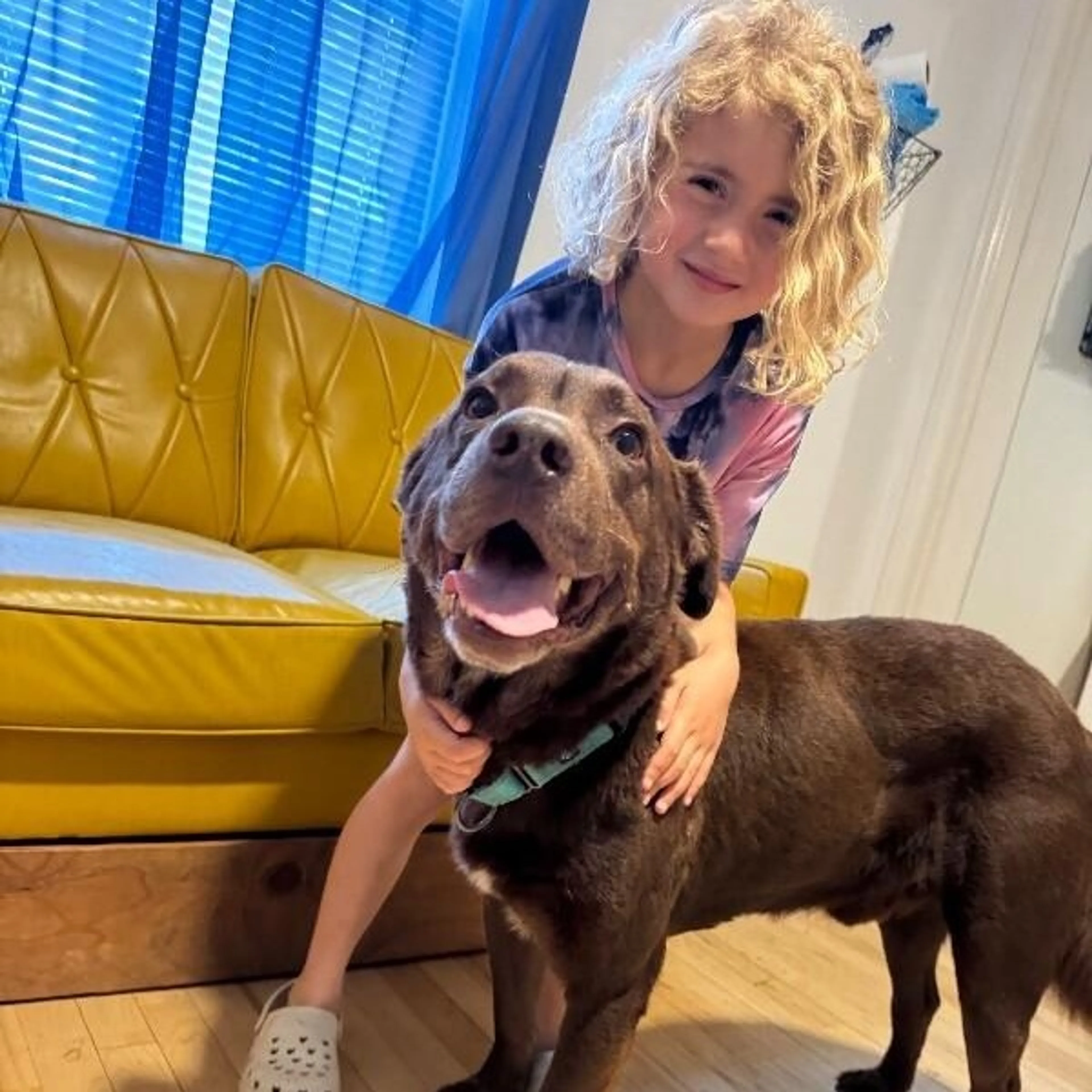 Found pet-1