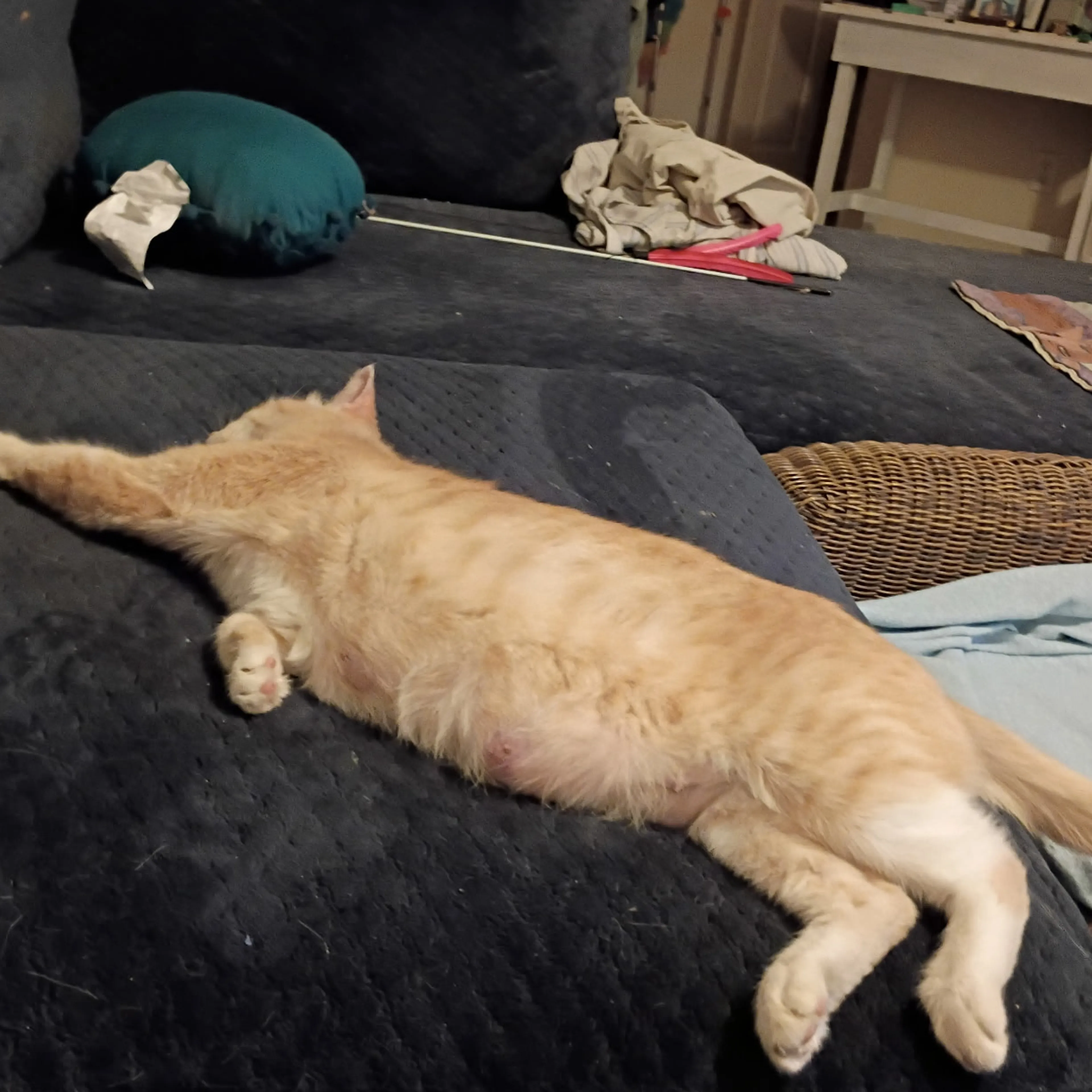 Found pet-1