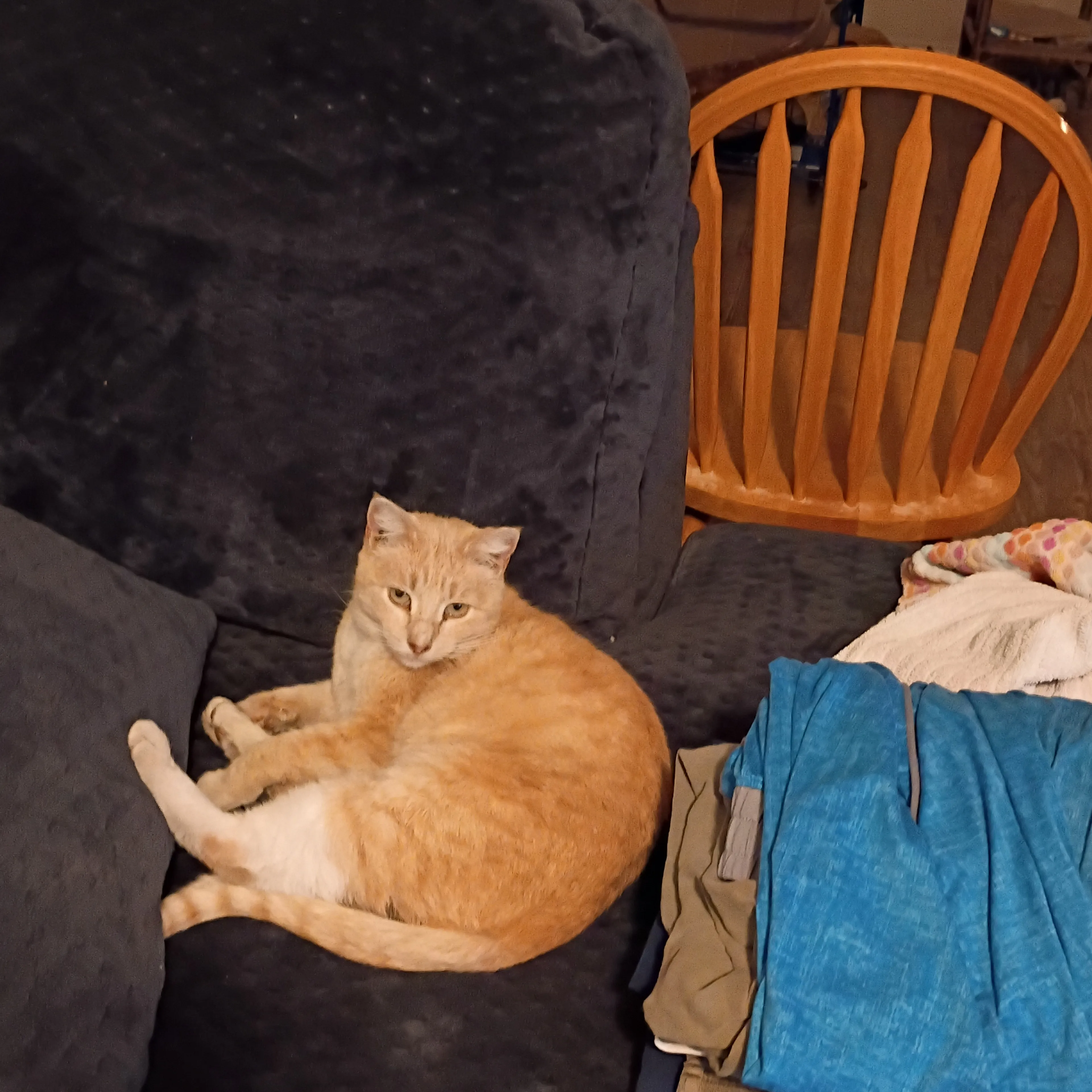 Found pet-3