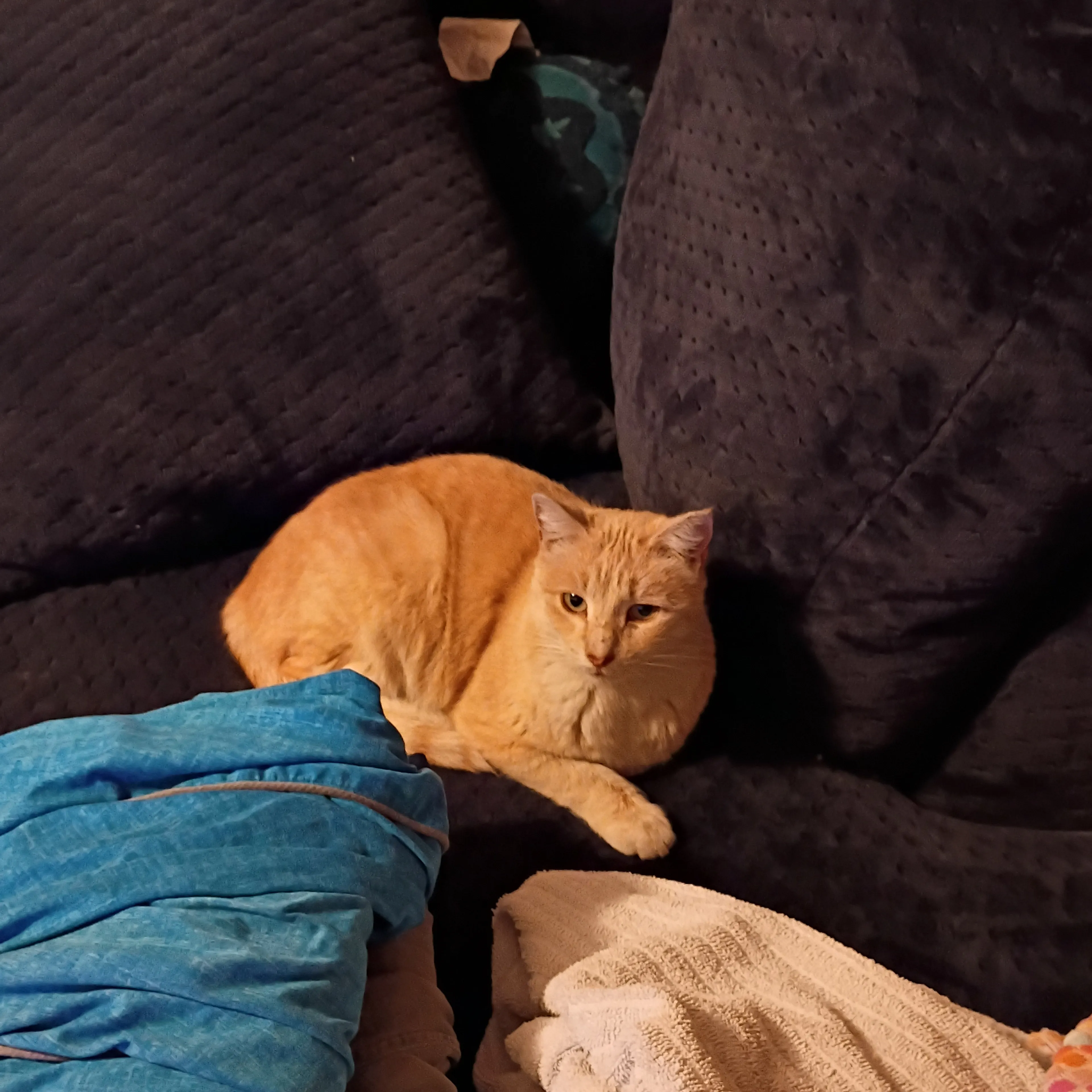 Found pet-2