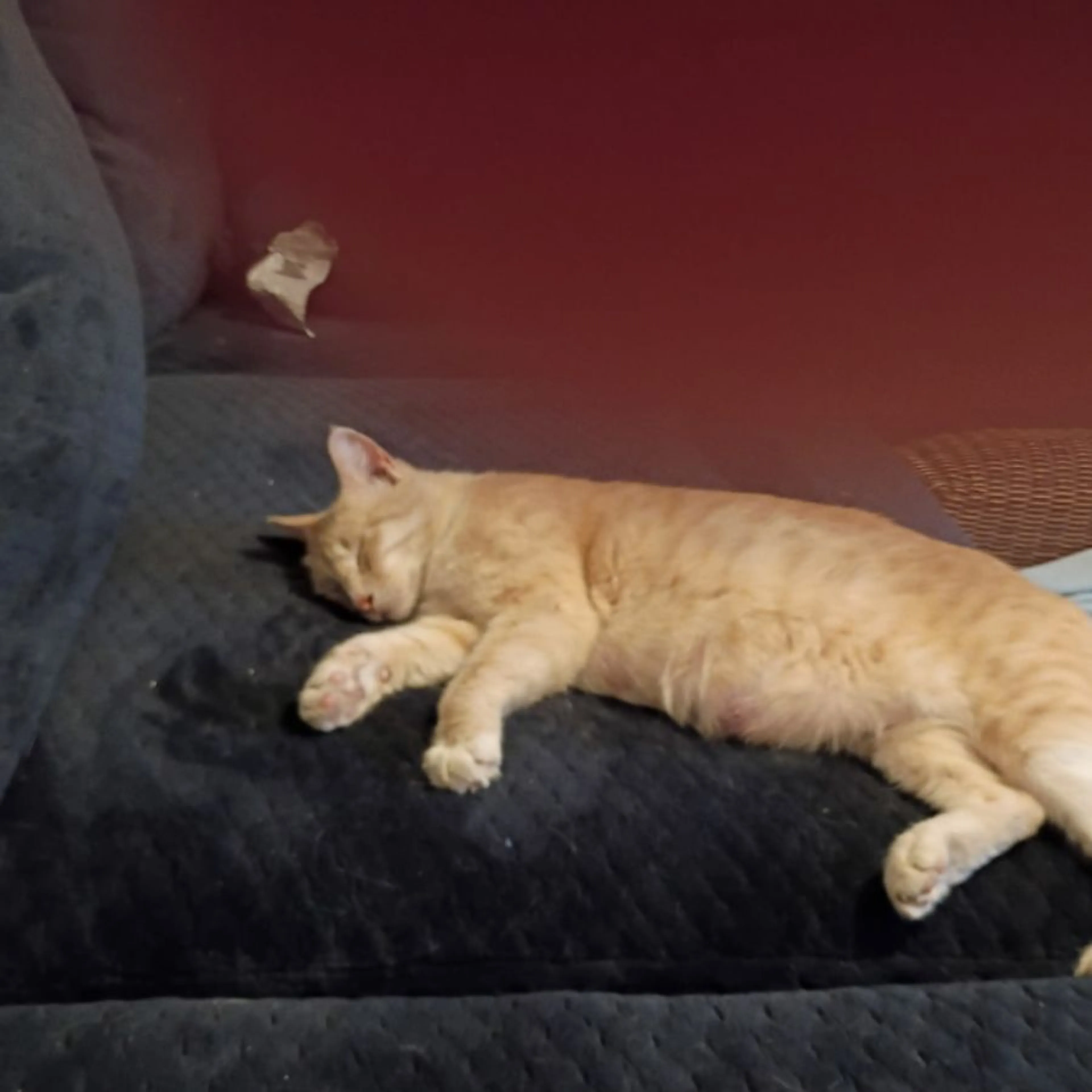 Found pet-0
