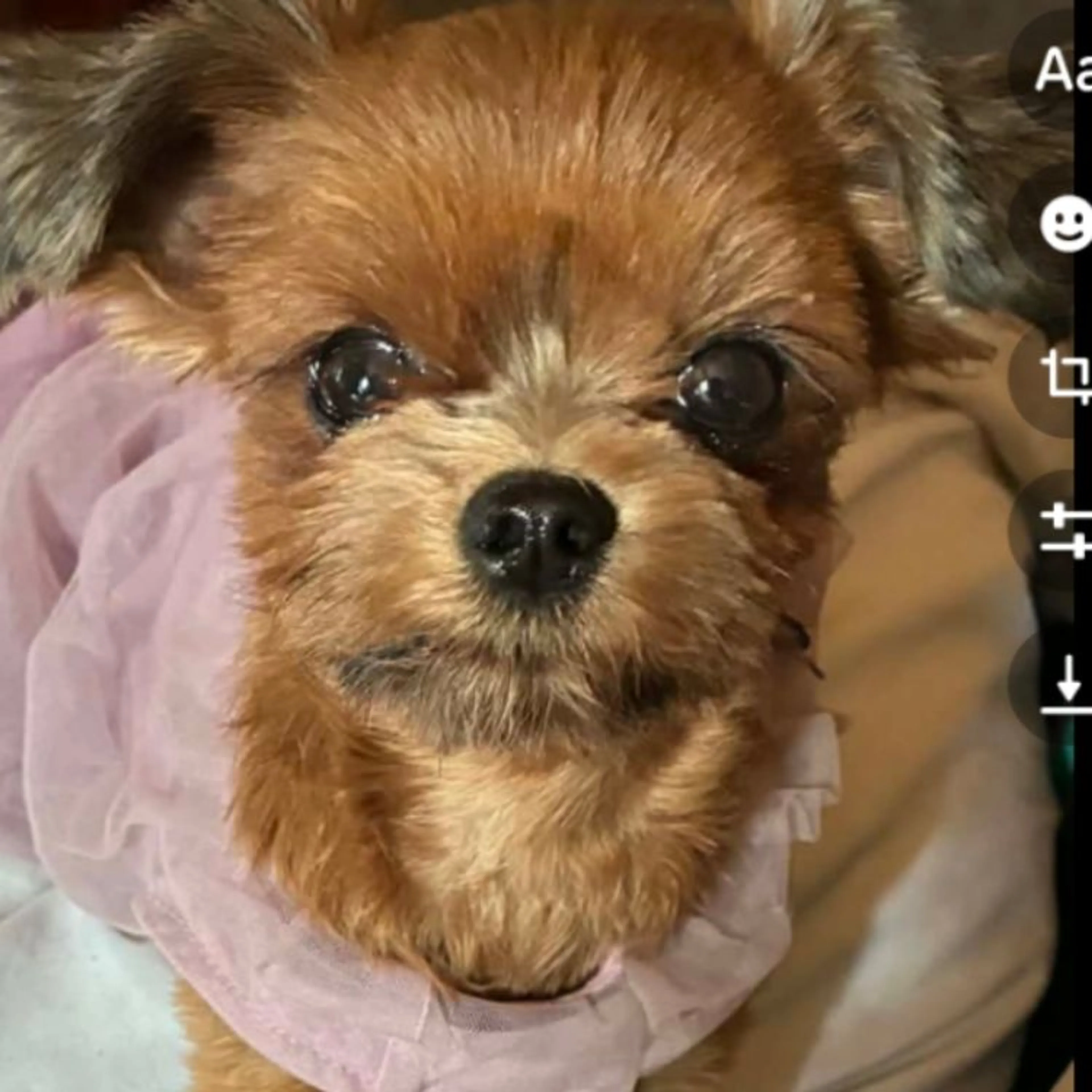 Lost pet