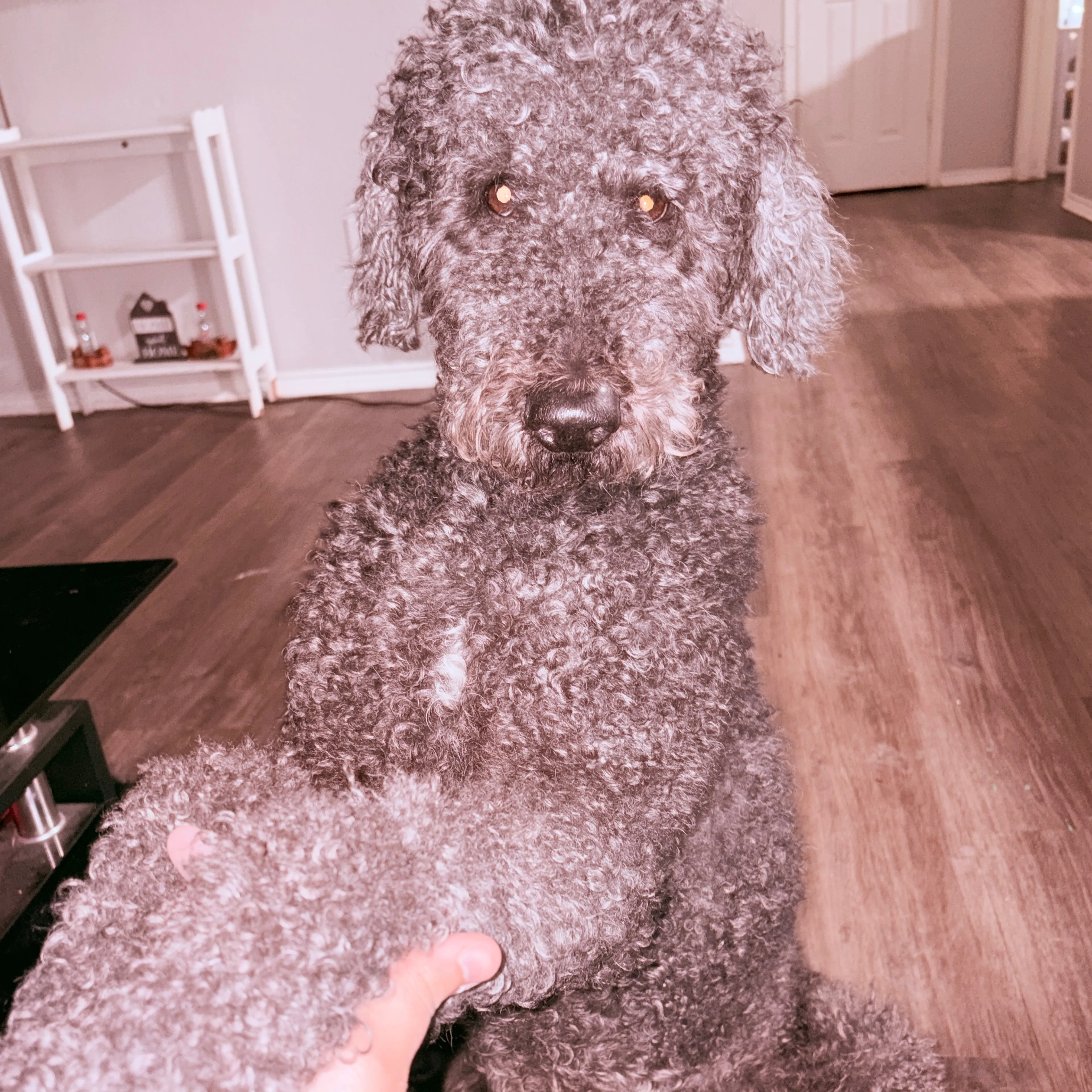 Lost pet-1