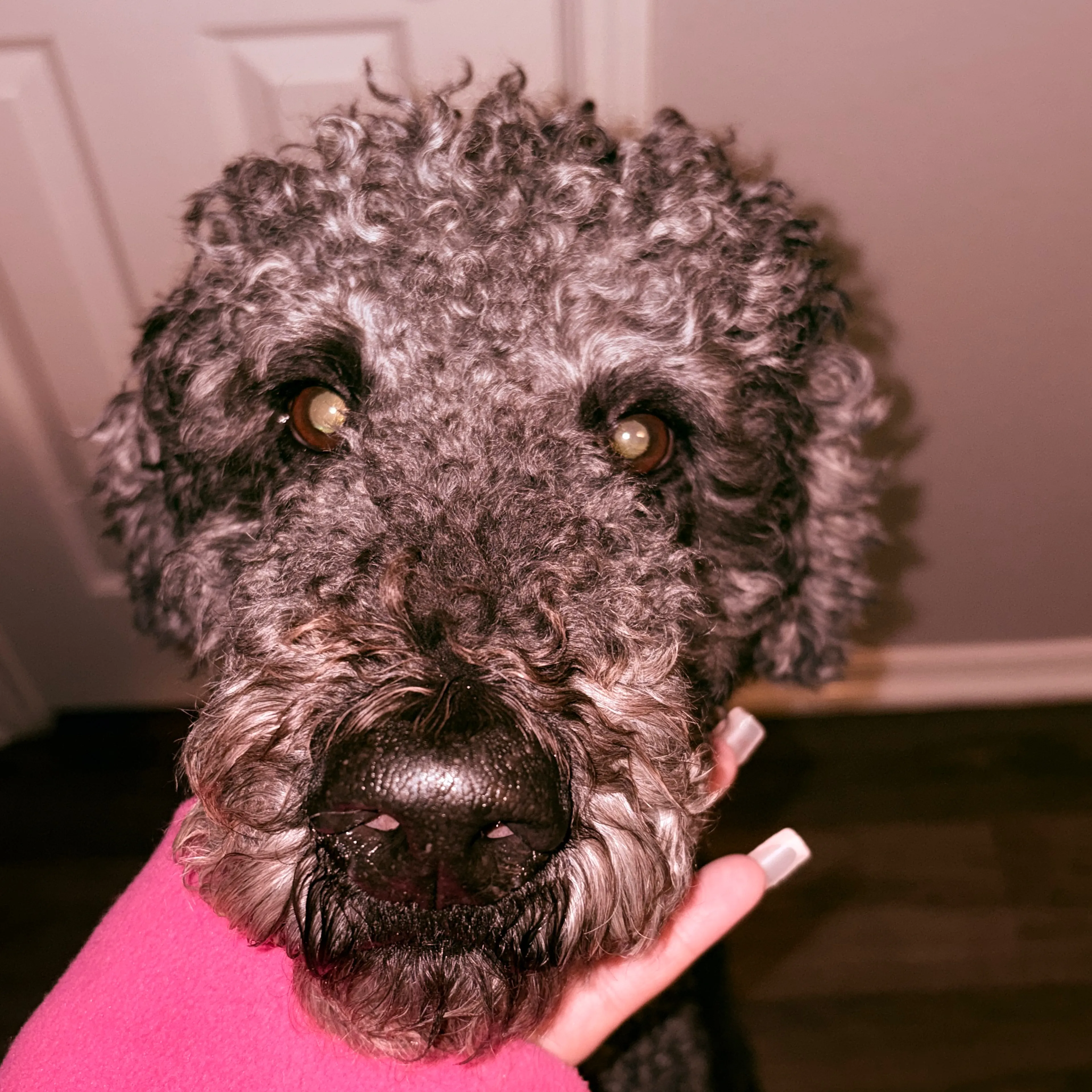 Lost pet-2
