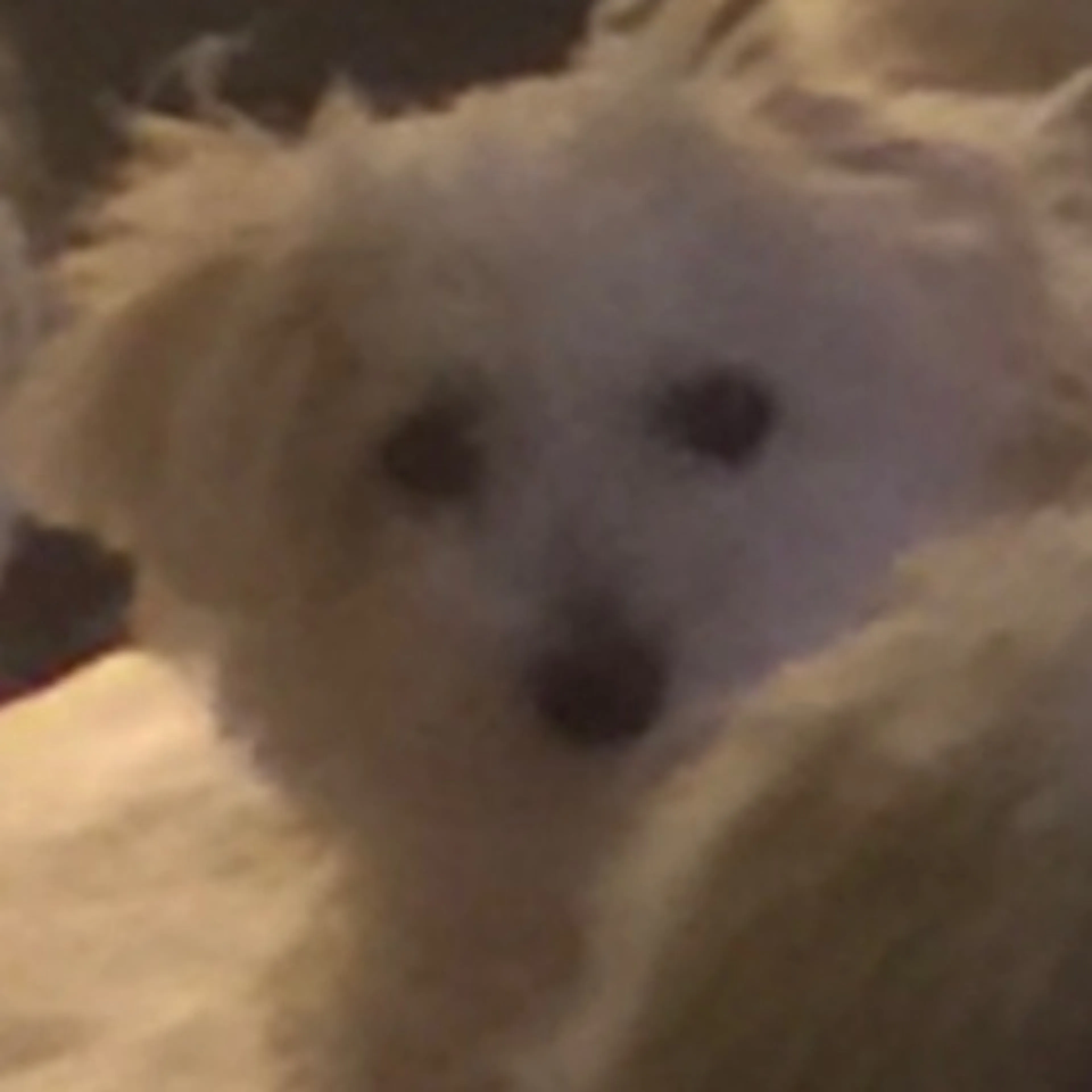 Lost pet