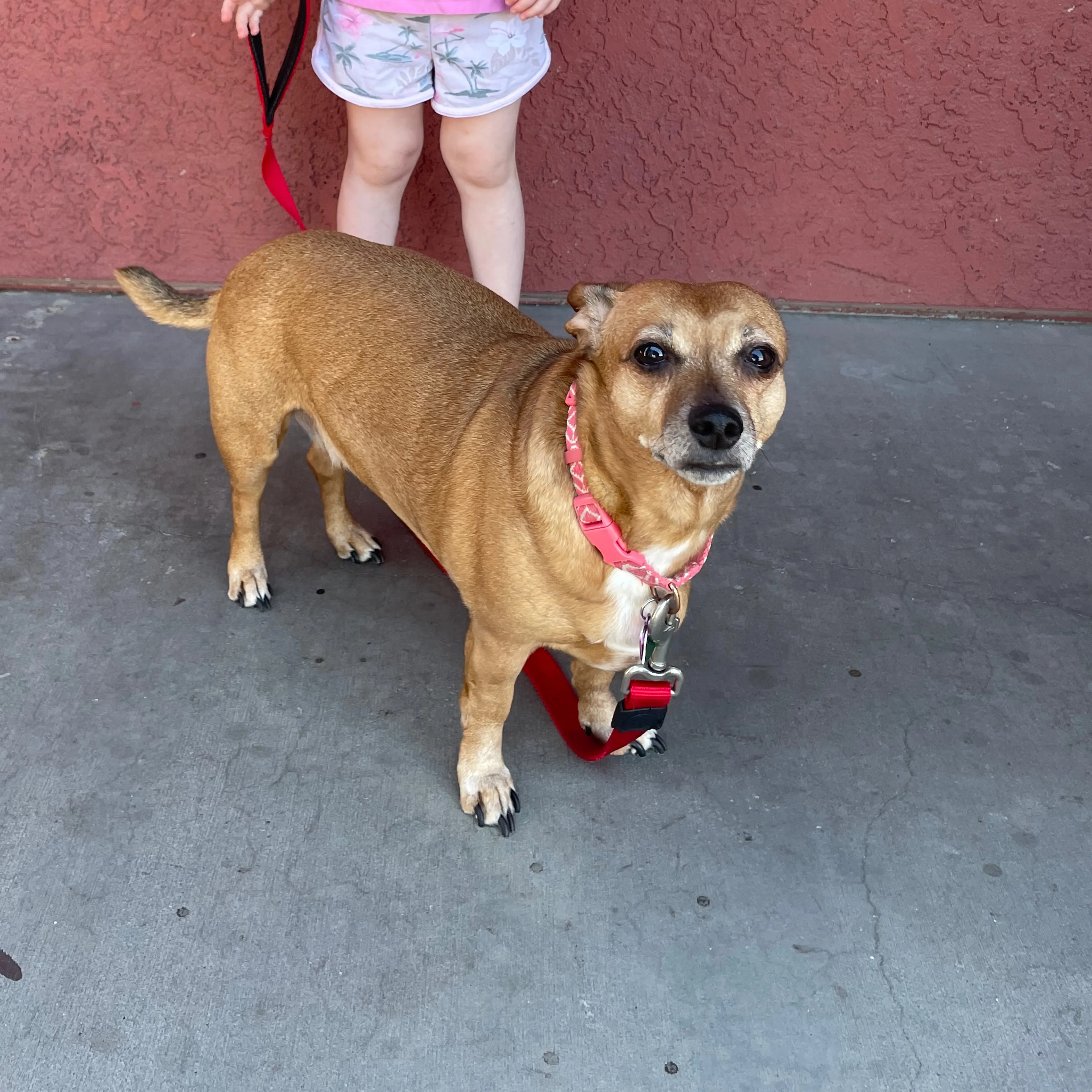 Lost pet-1
