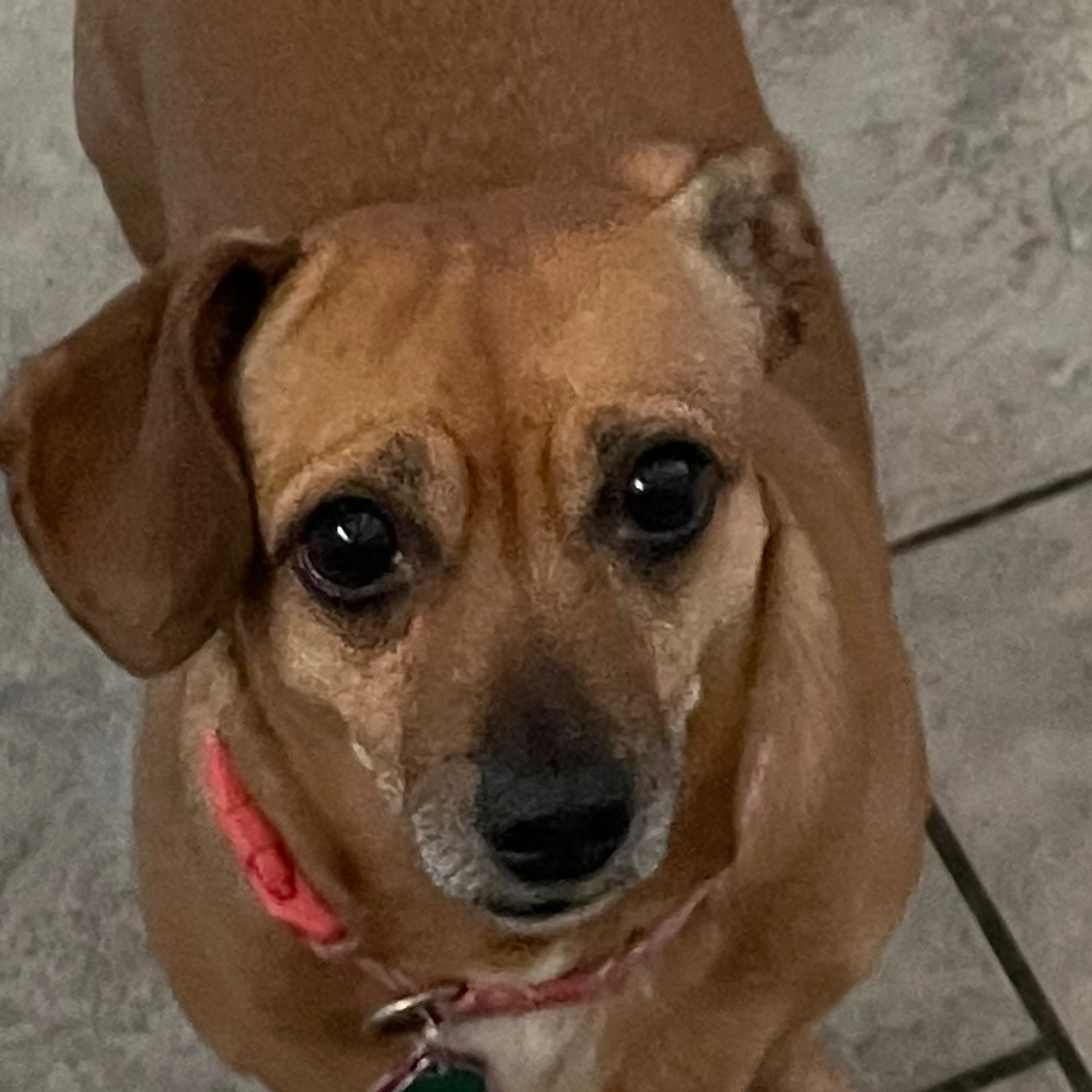 Lost pet-2