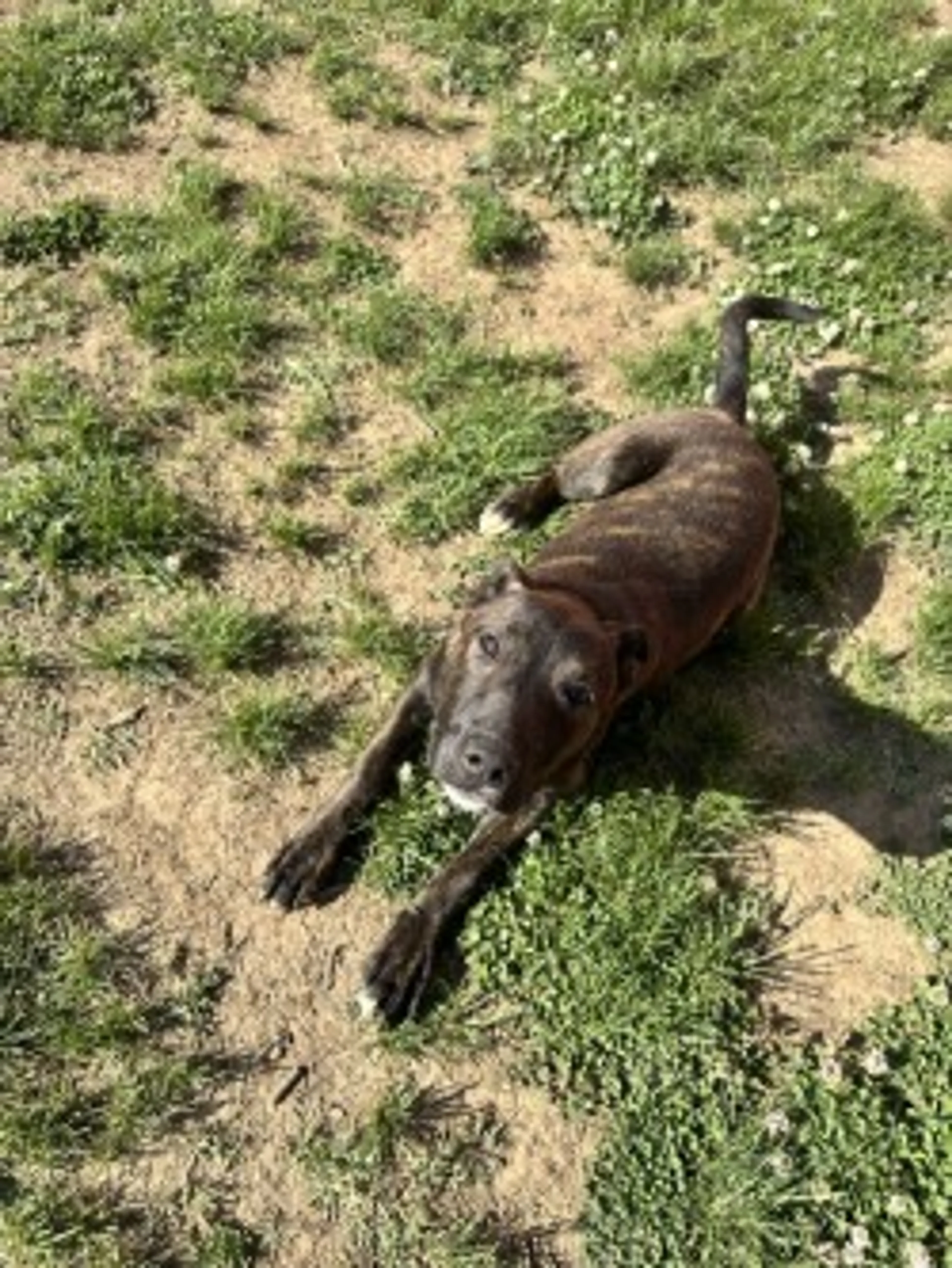 Found pet