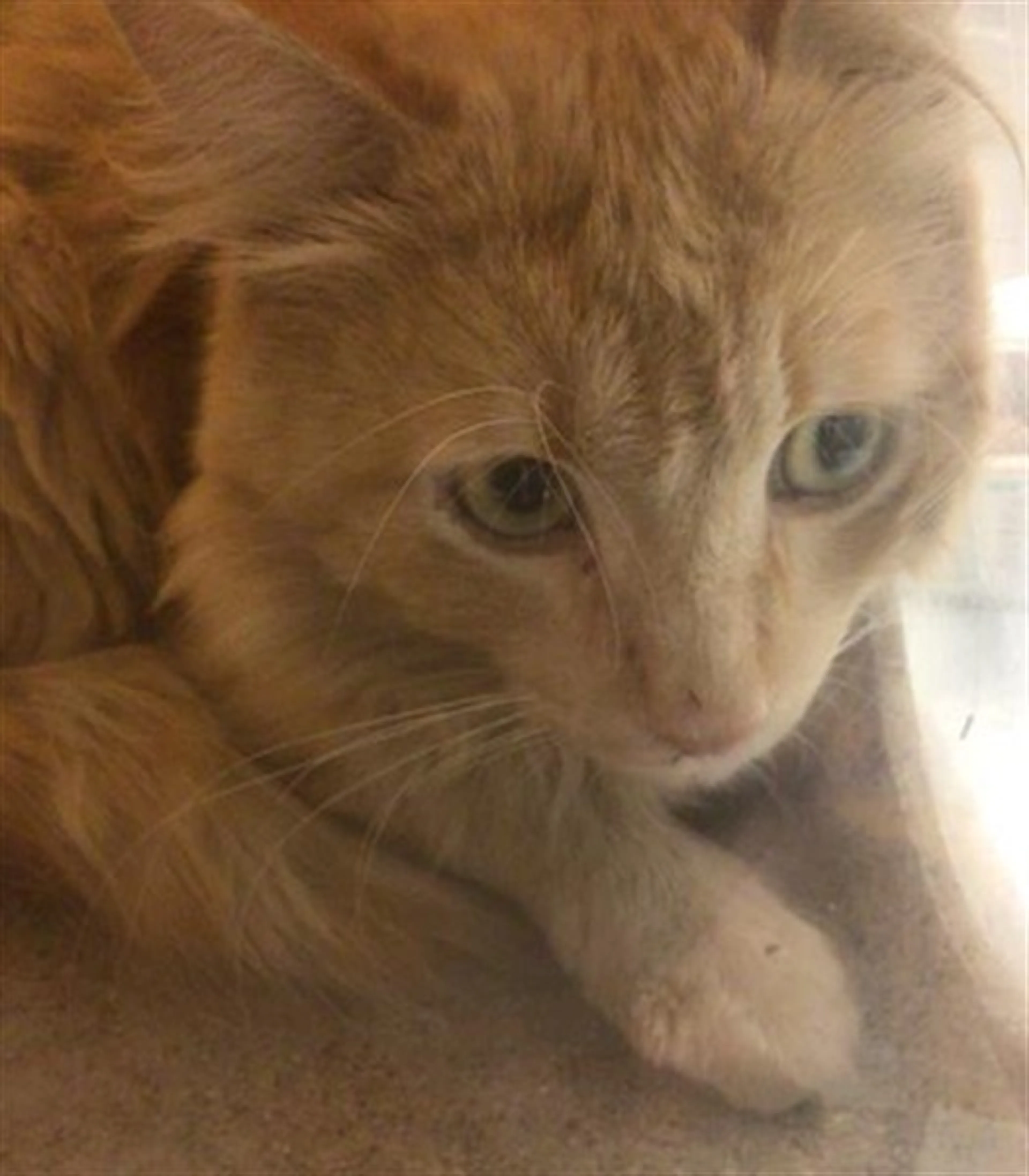 Found pet