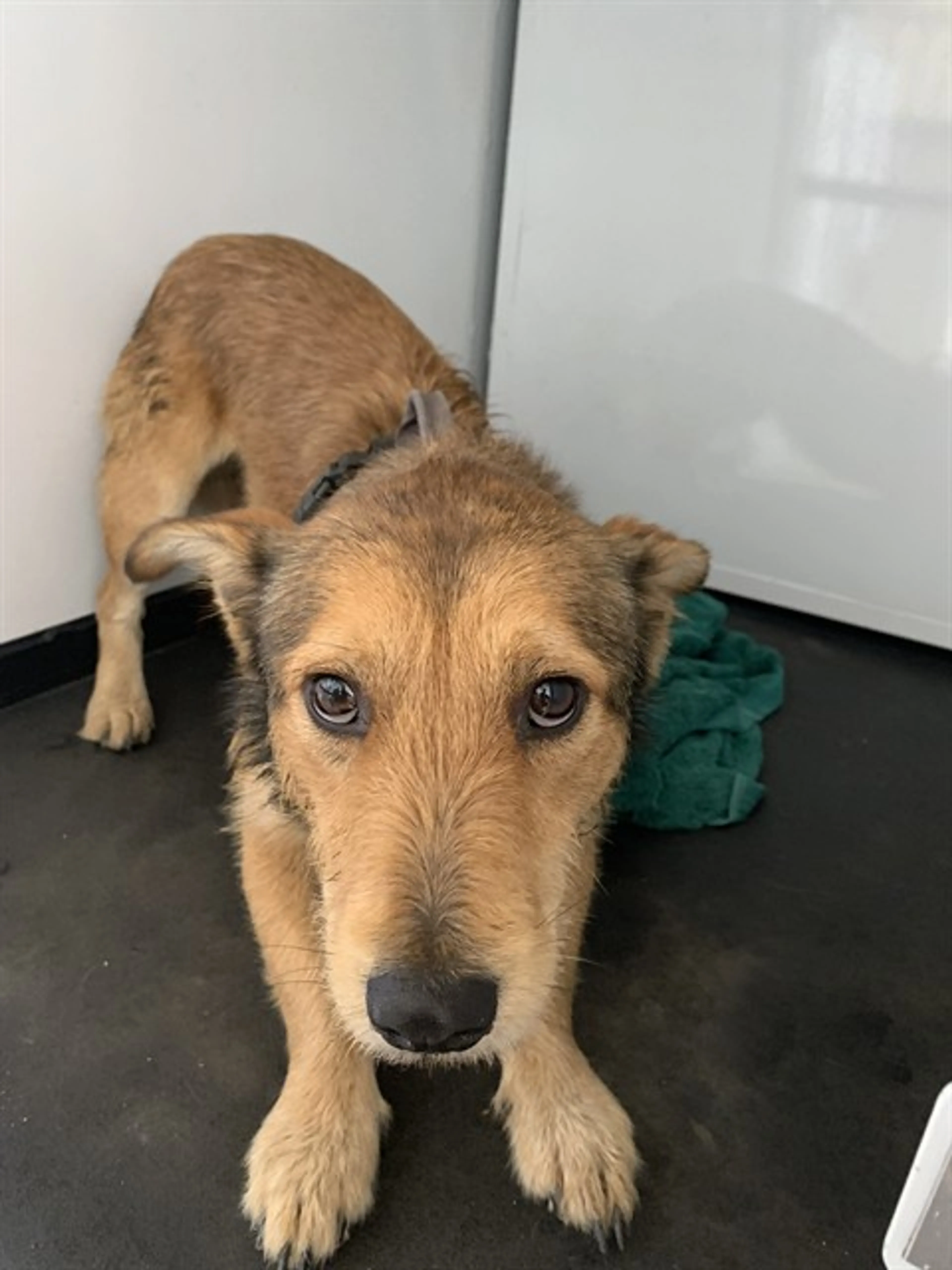 Found pet