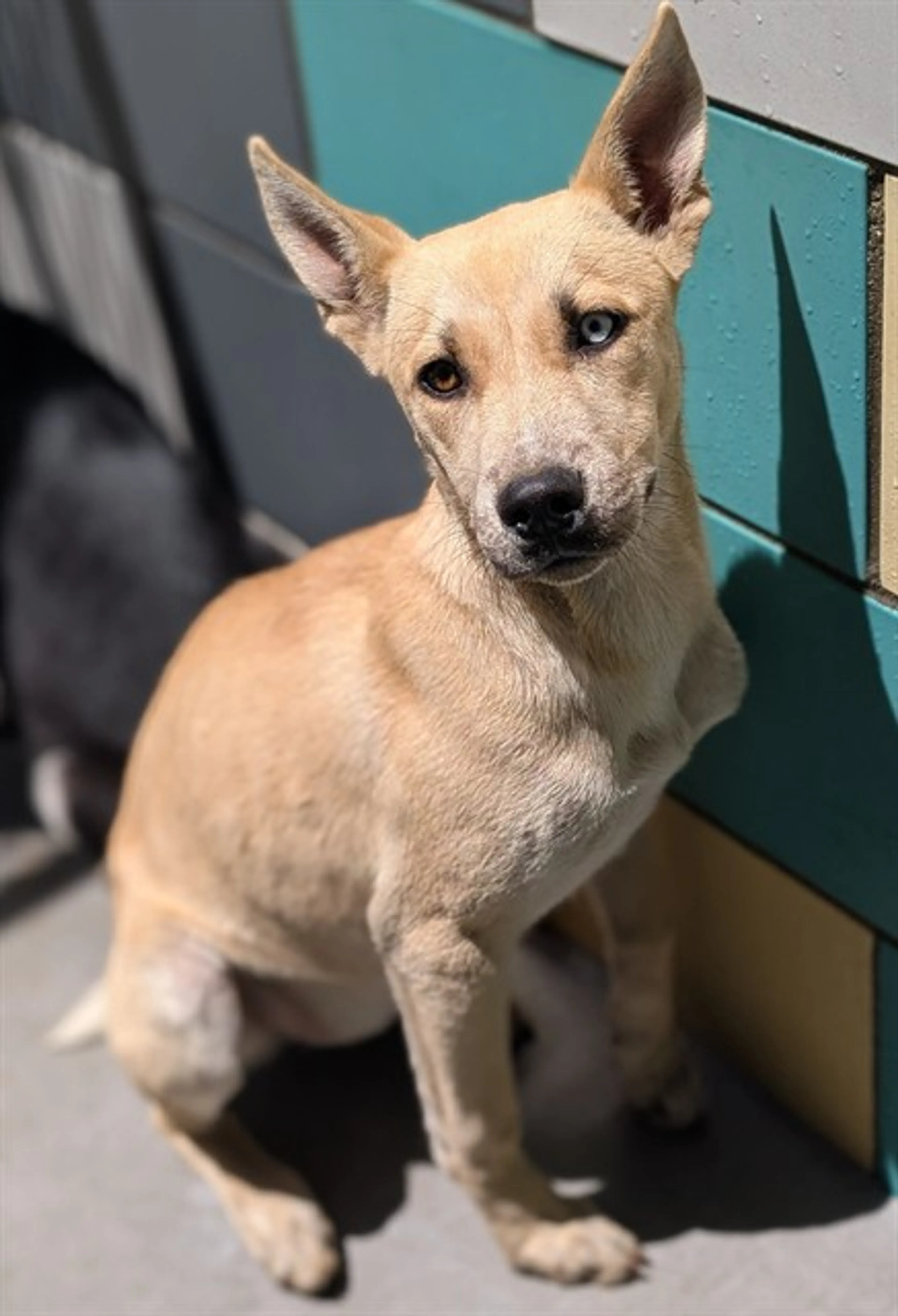 Found pet