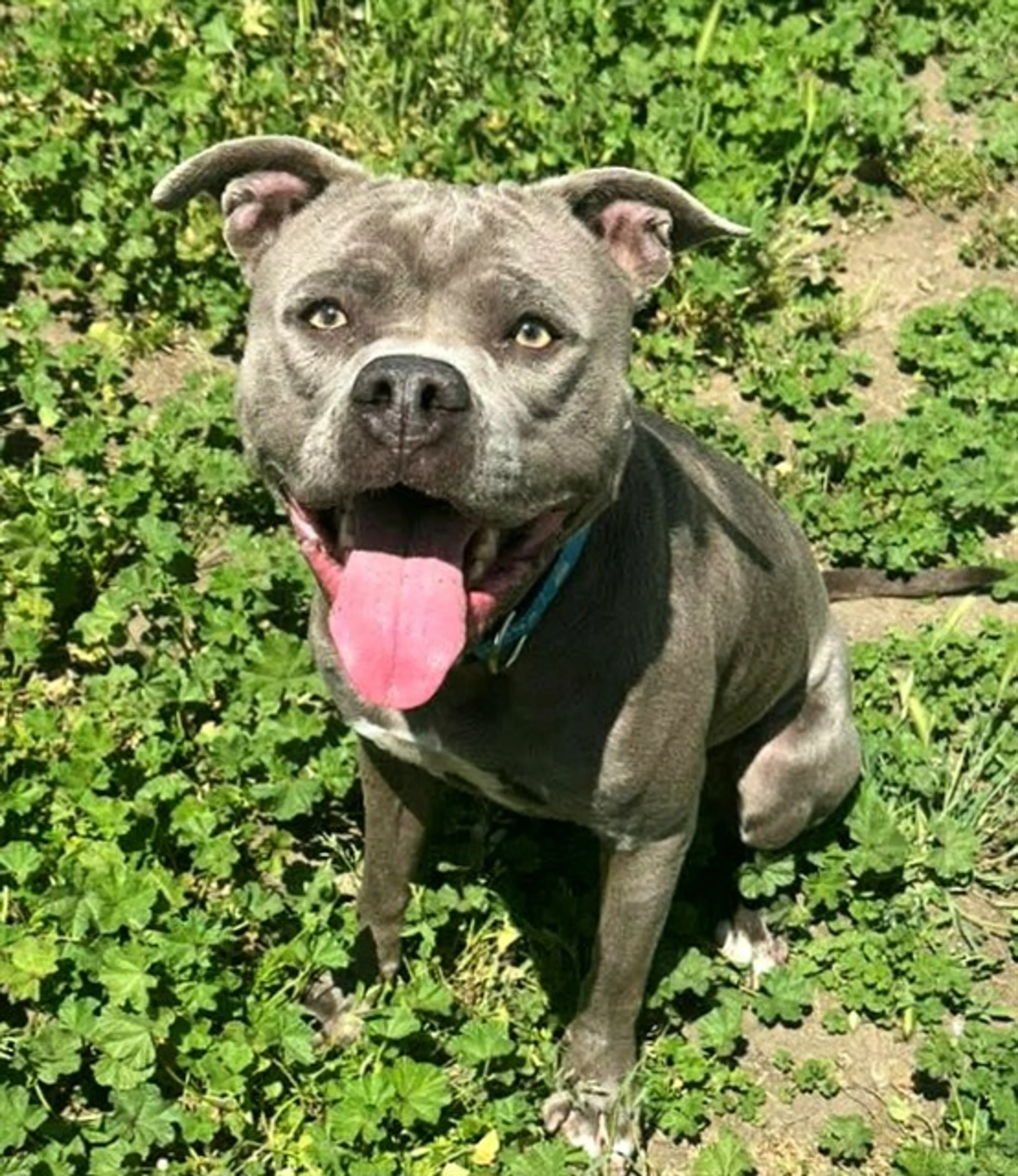 Found pet