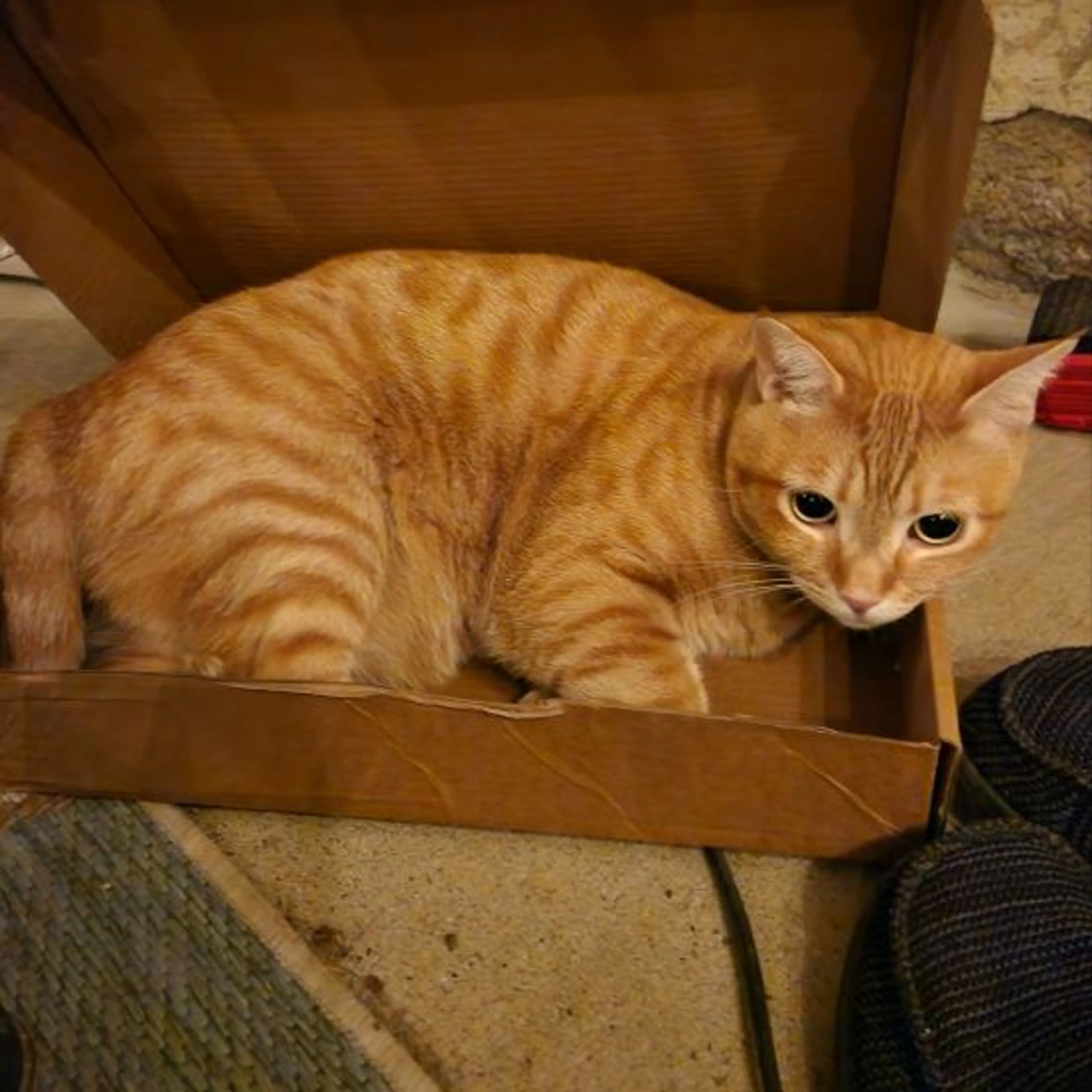Lost pet