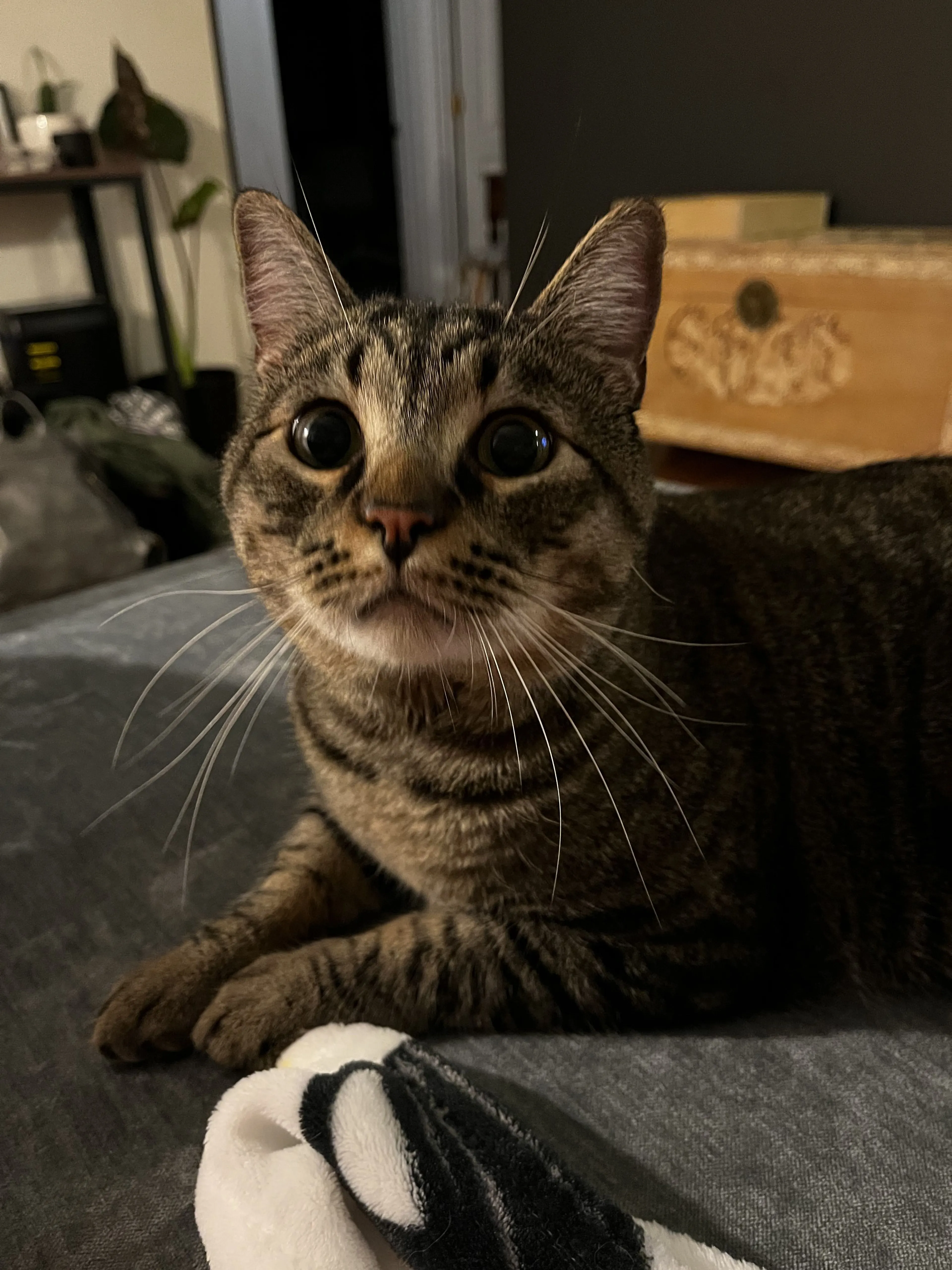 Lost pet-3