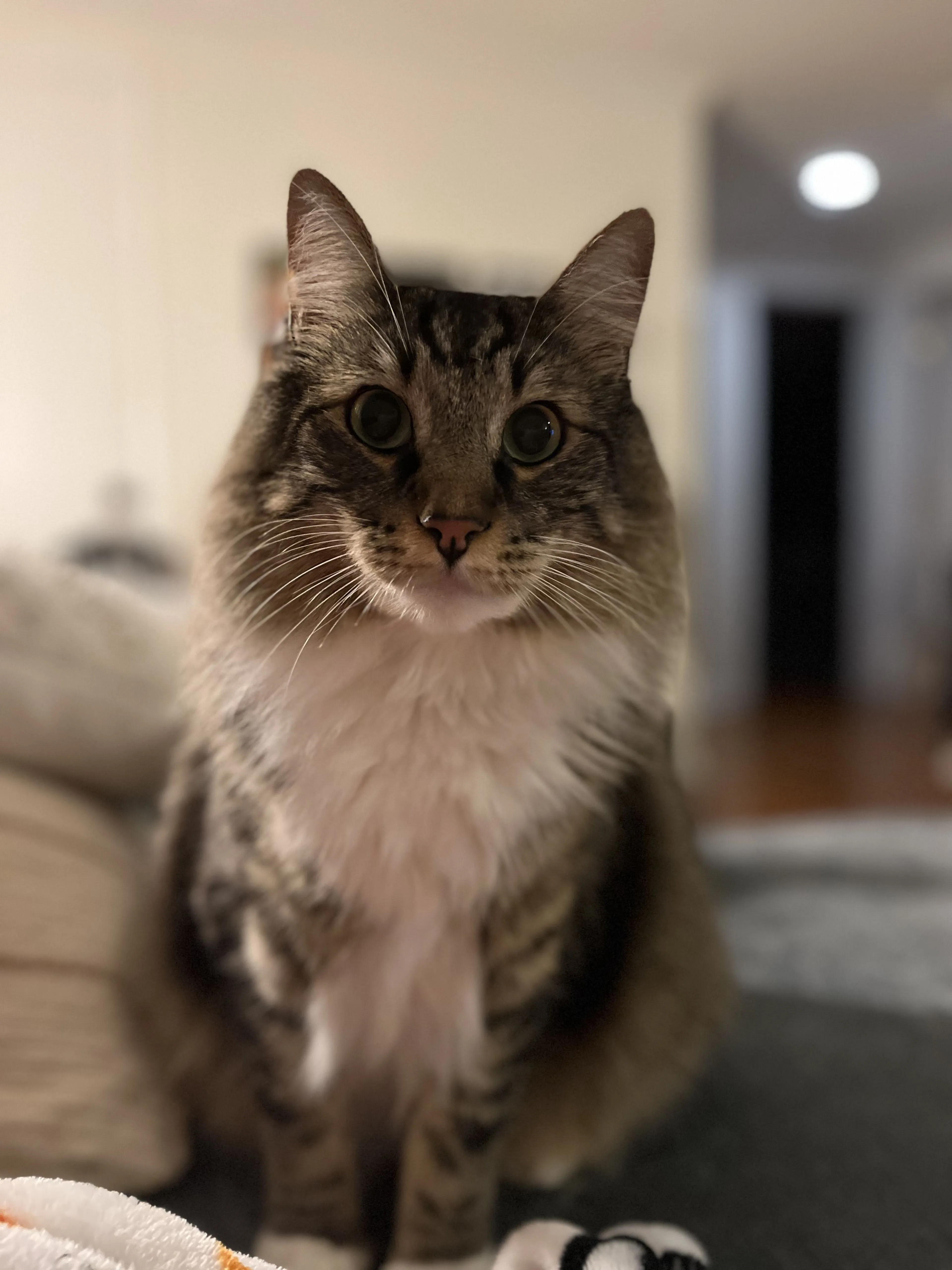 Lost pet-2