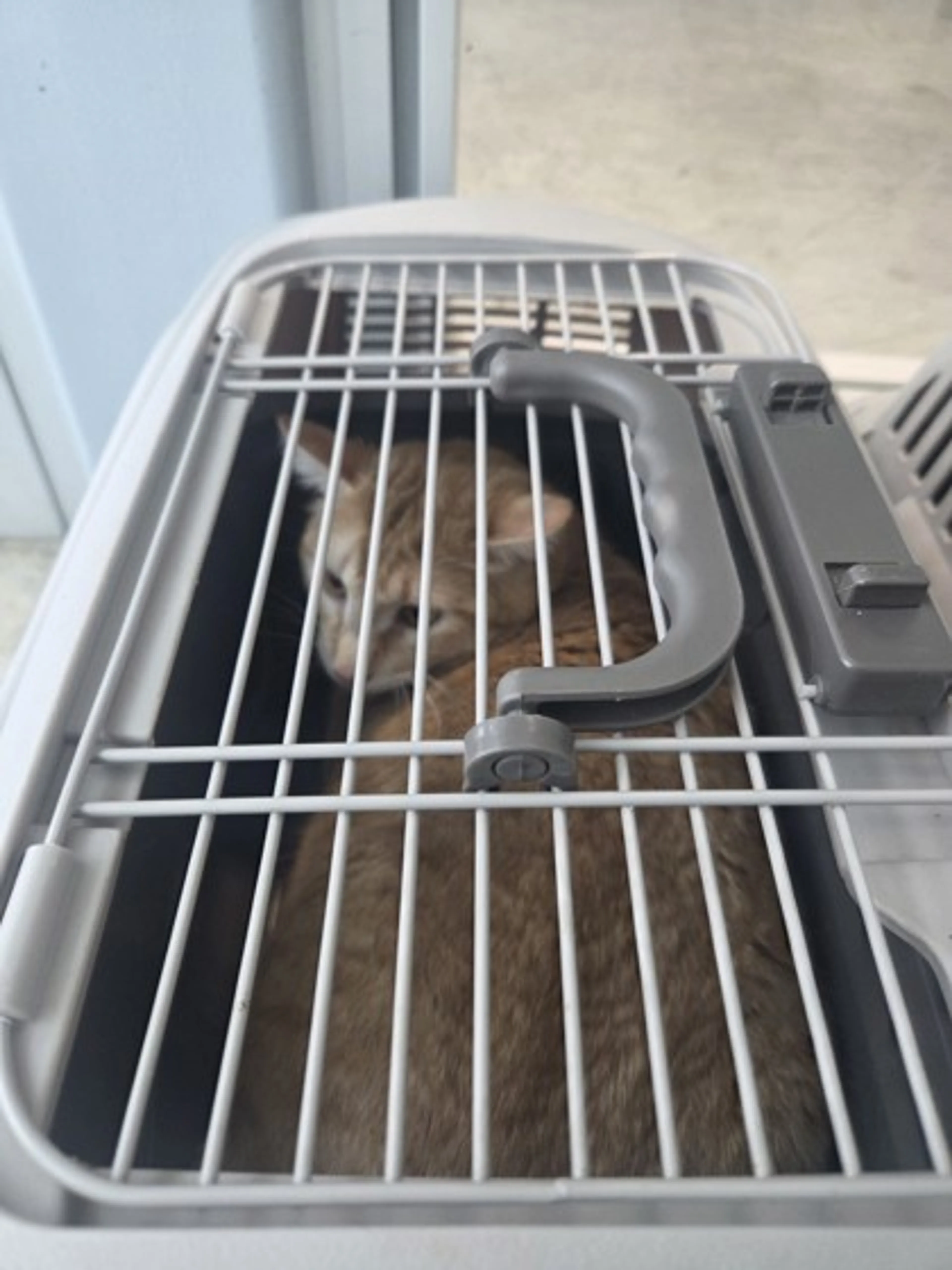 Found pet