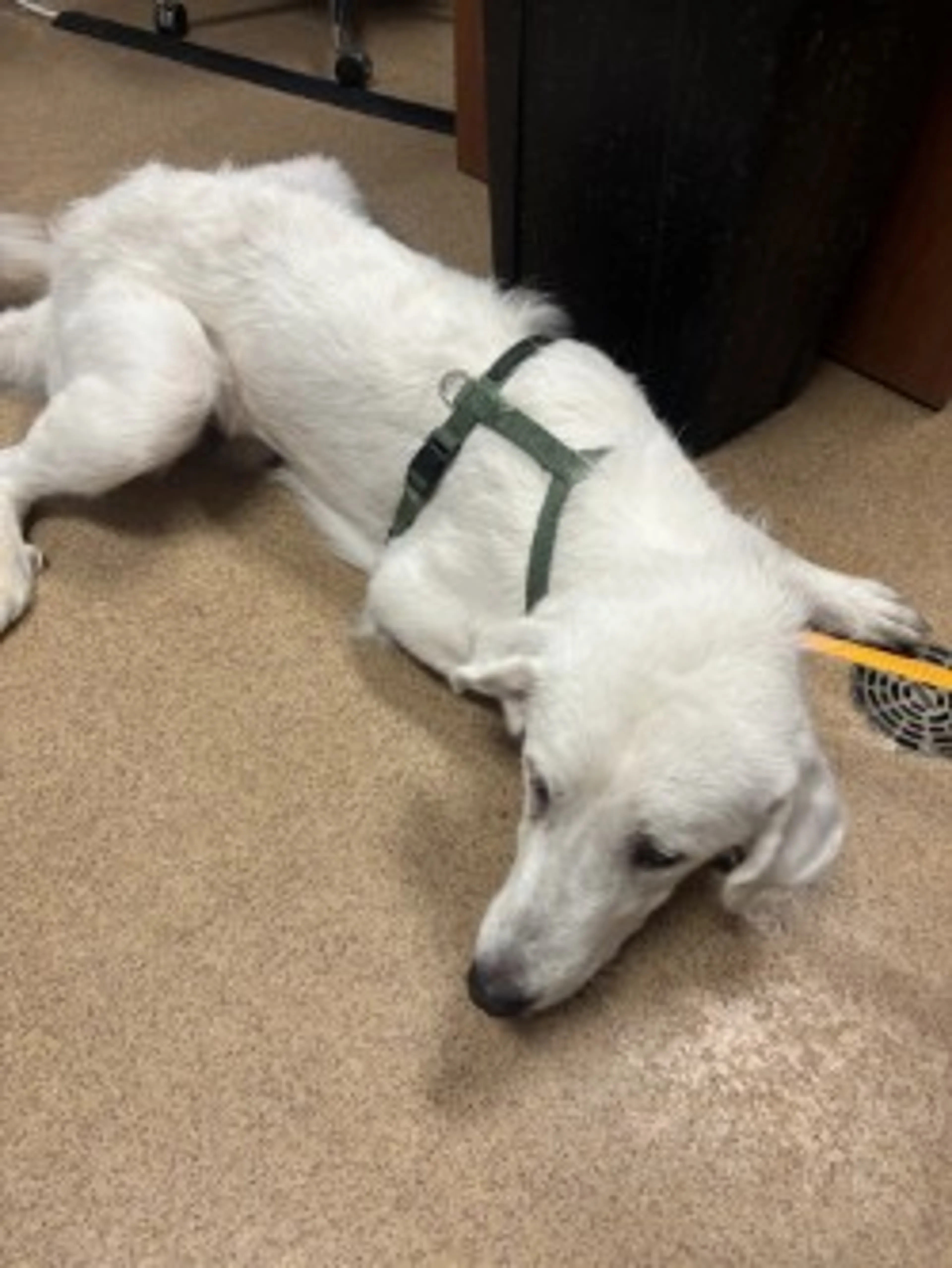 Found pet-2