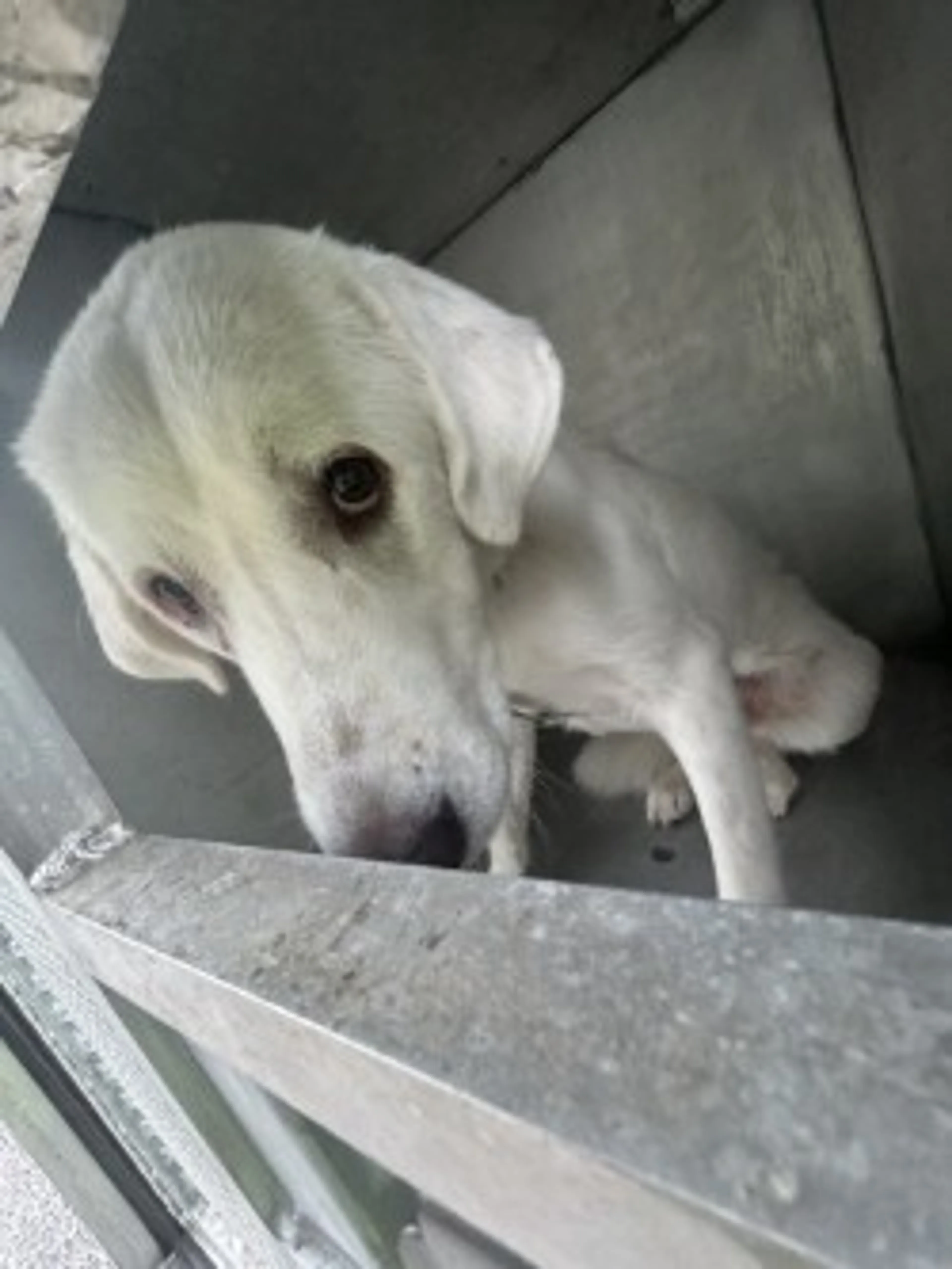 Found pet-1