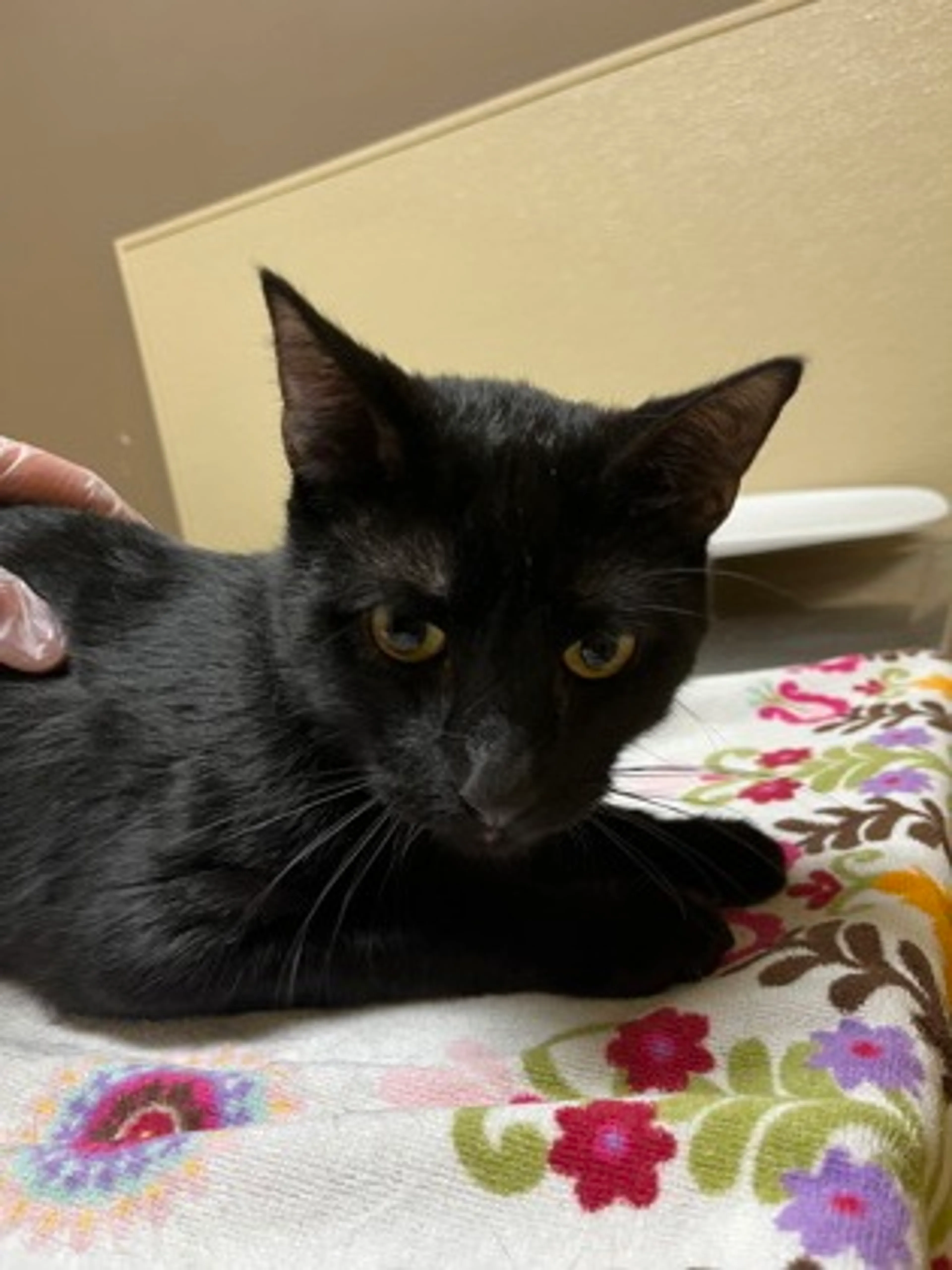 Found pet-1