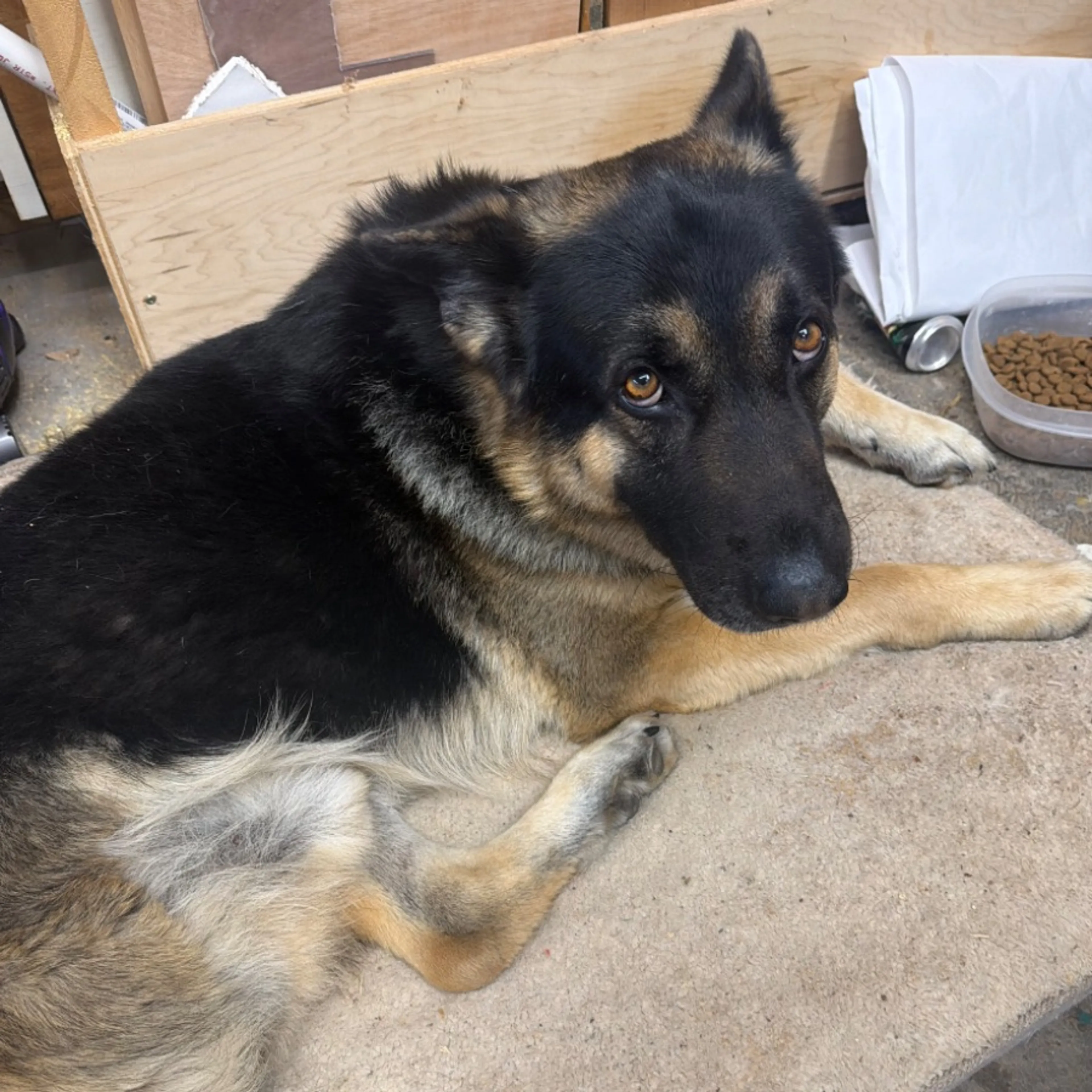 Found pet