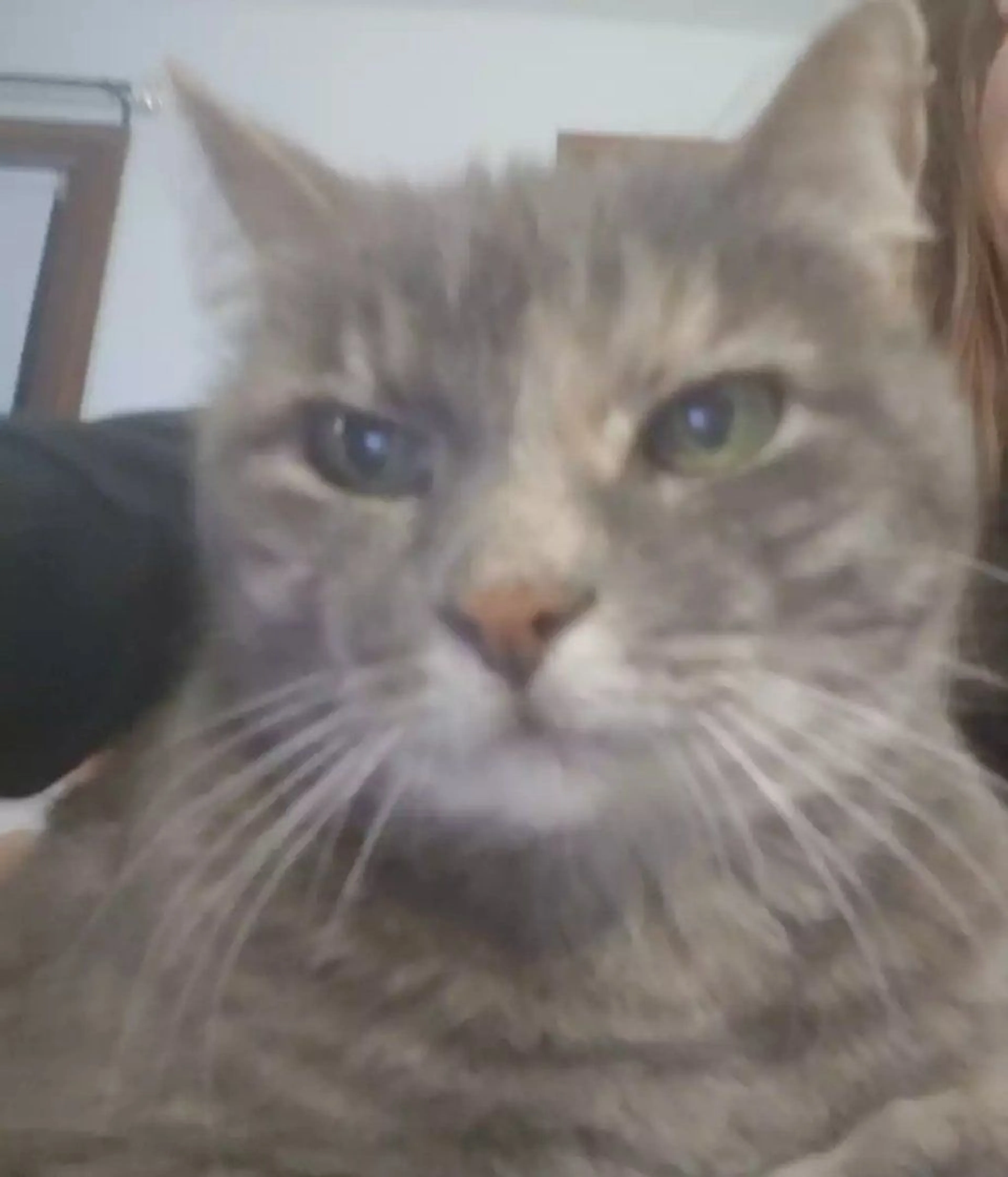 Lost pet-0
