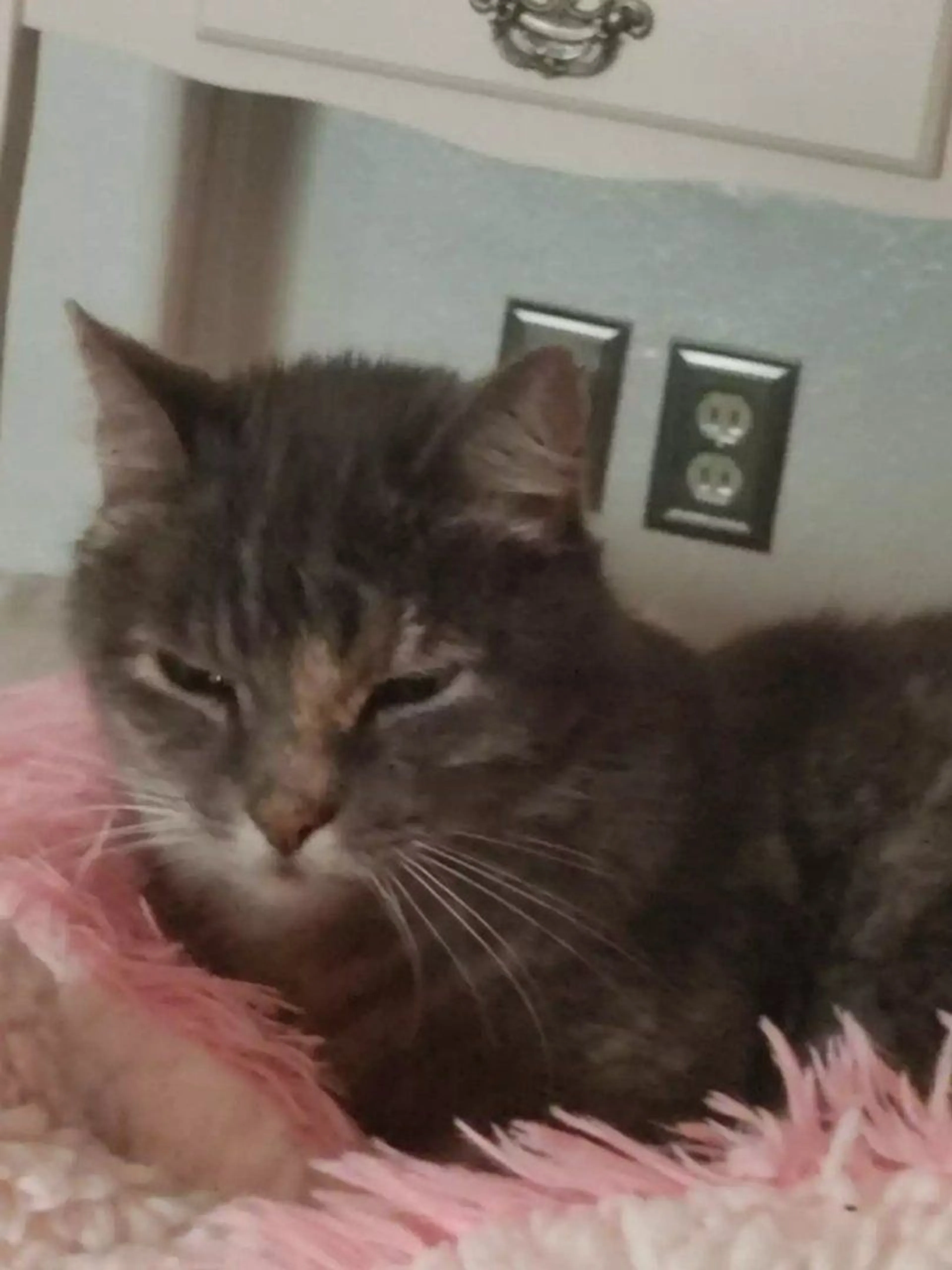 Lost pet-1