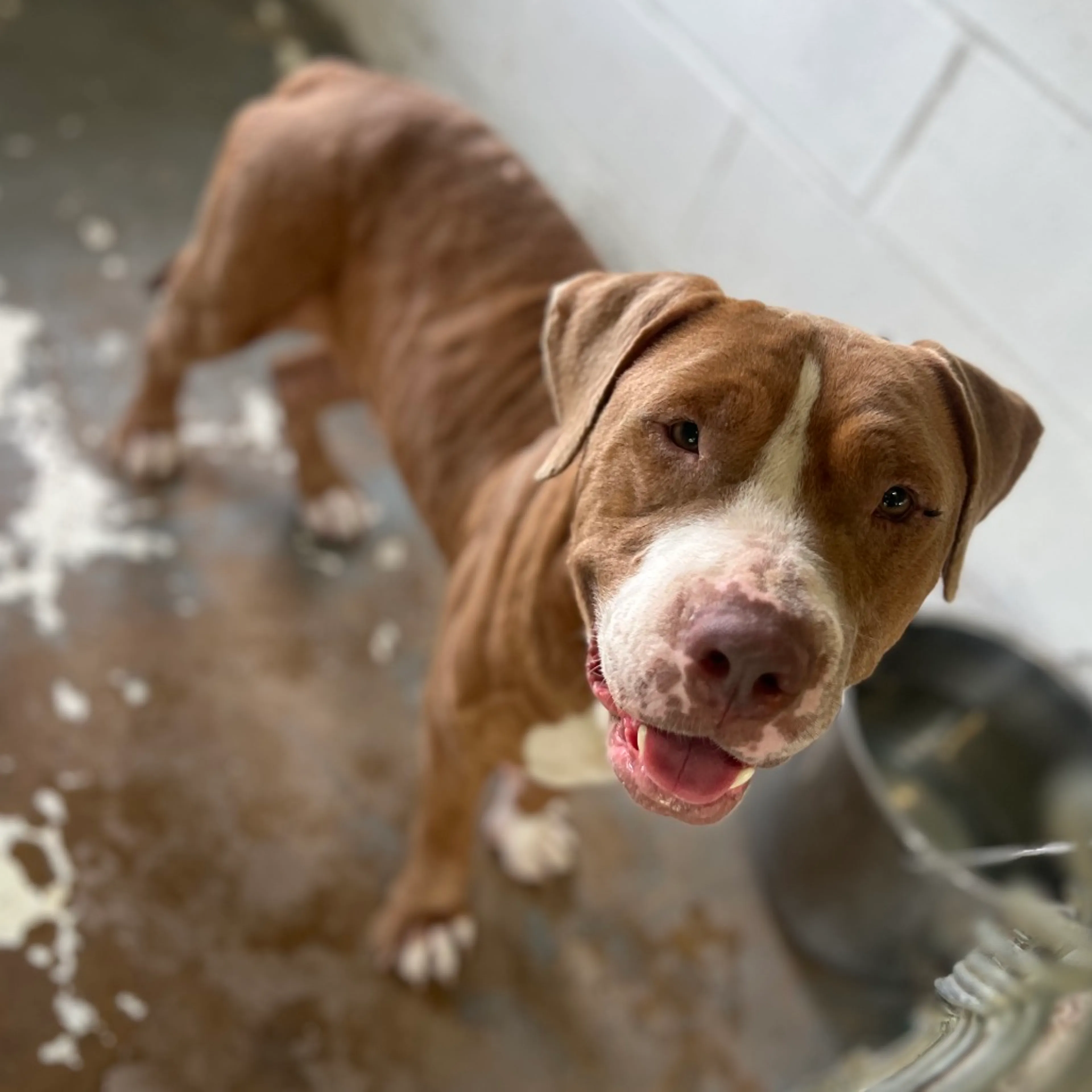 Found pet-0