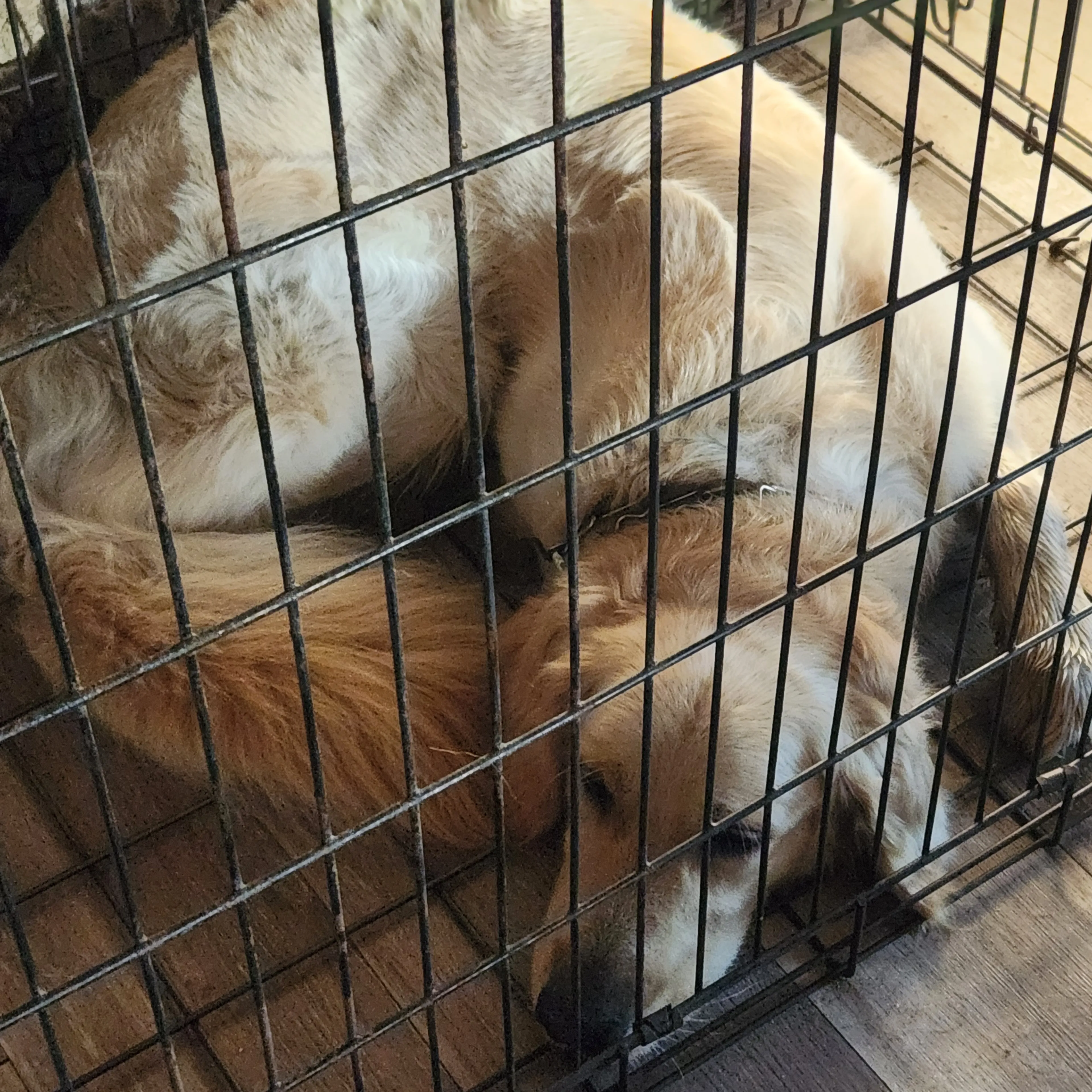 Found pet-1