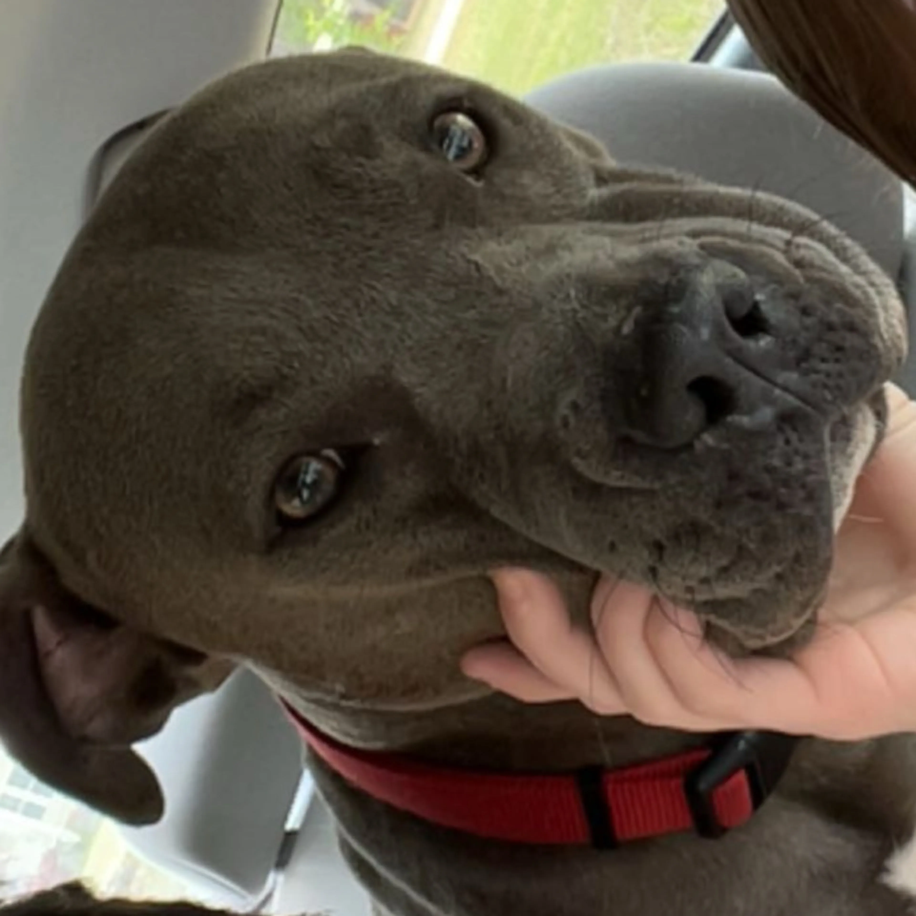 Lost pet-2