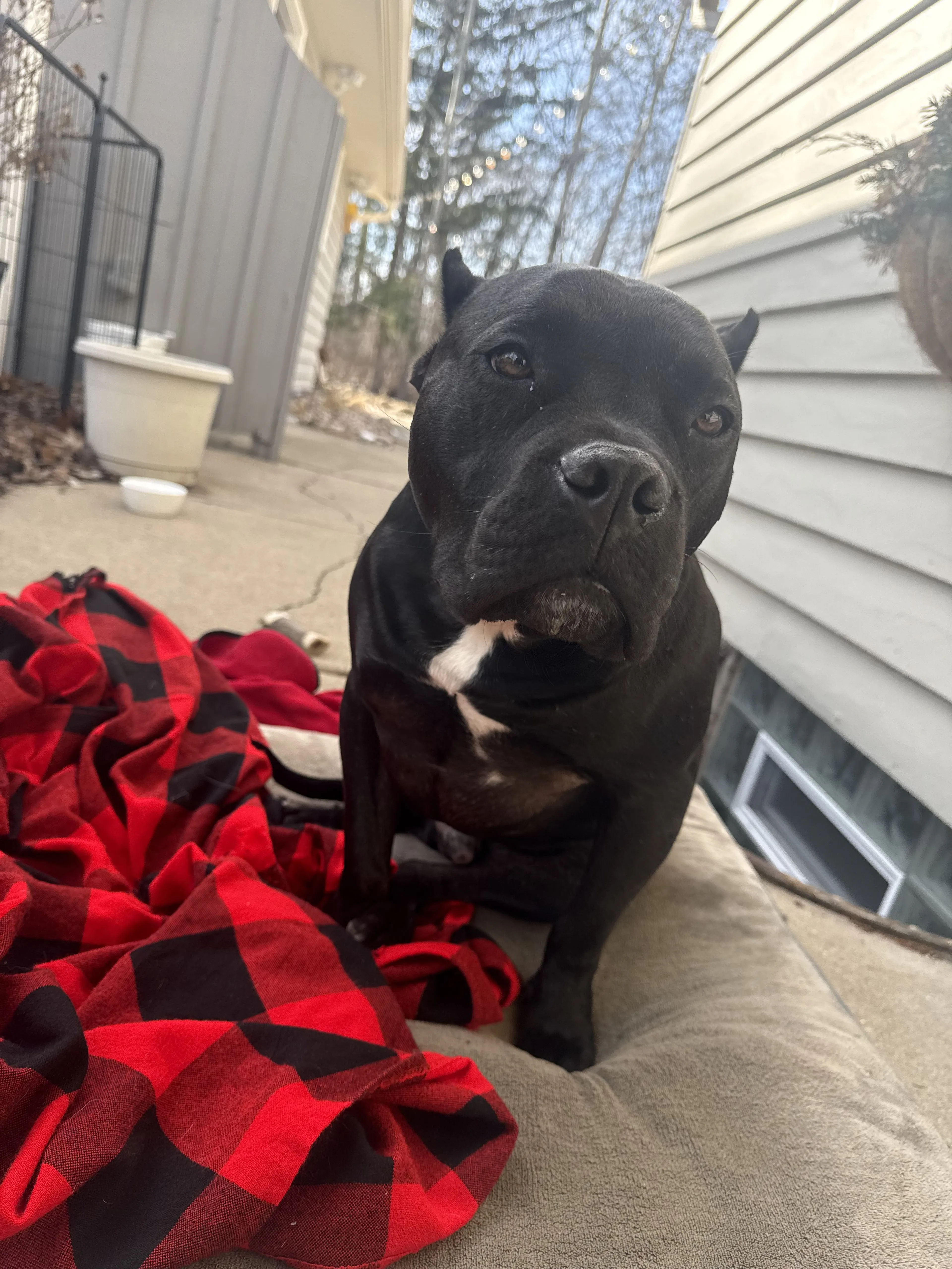 Lost pet