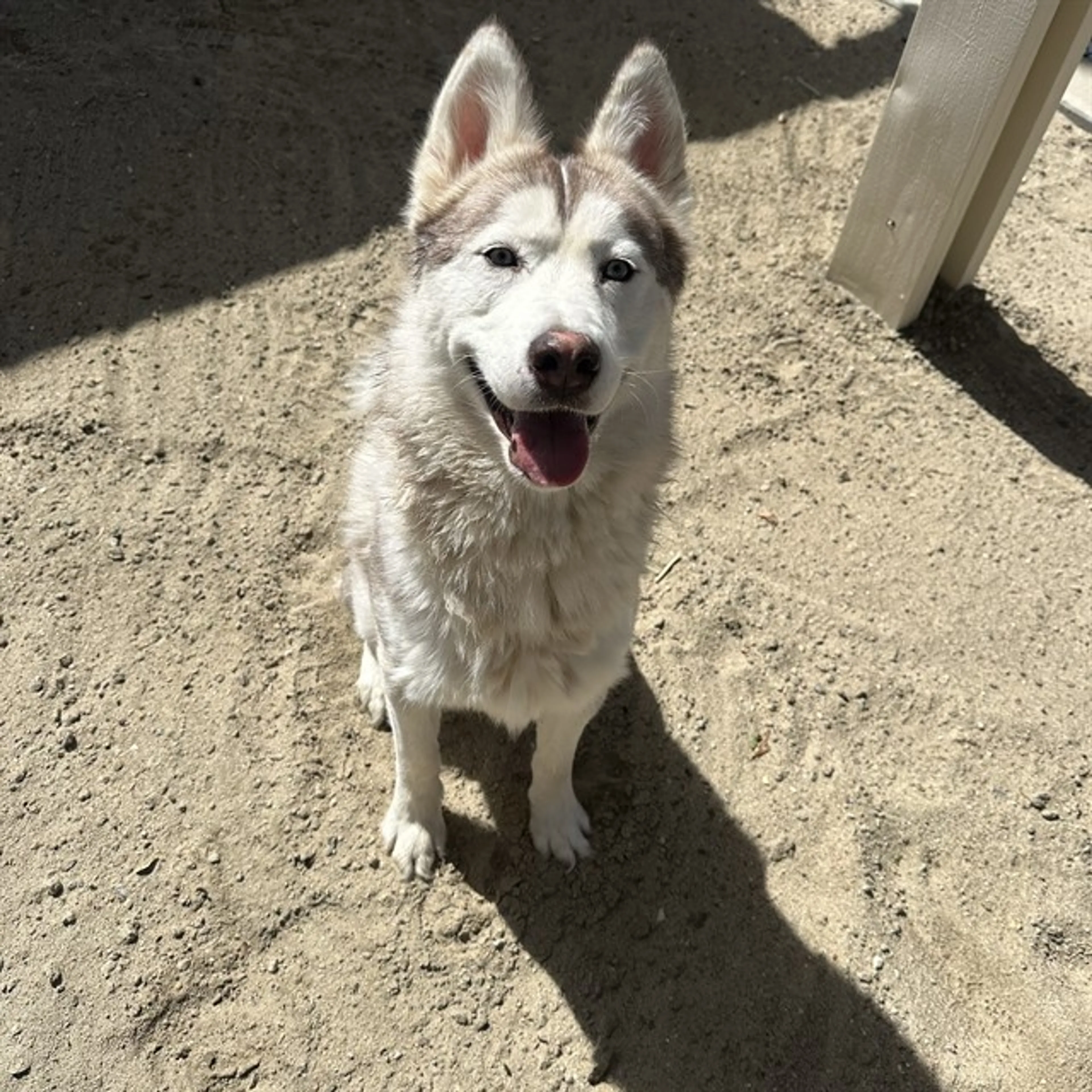 Found pet