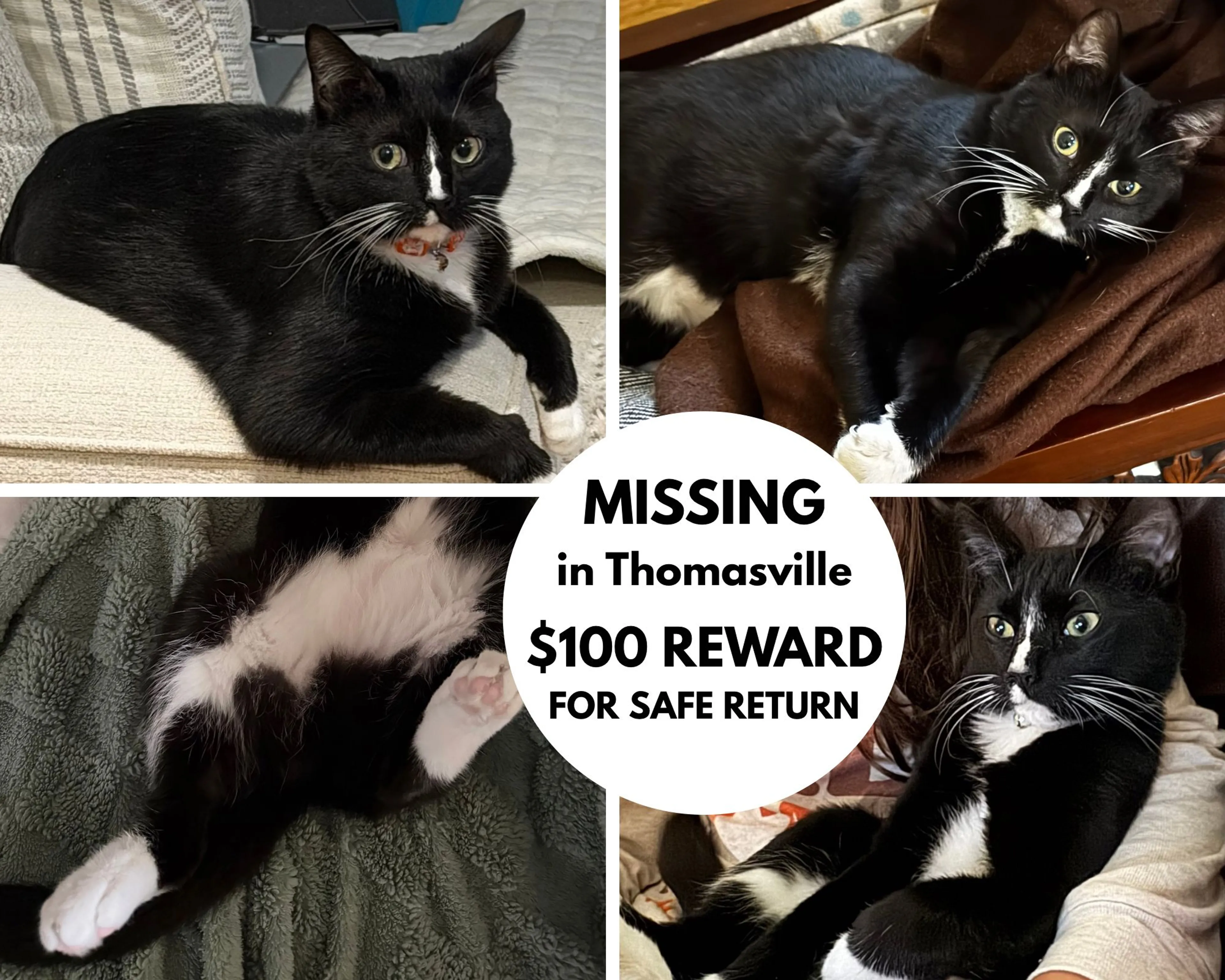Lost pet