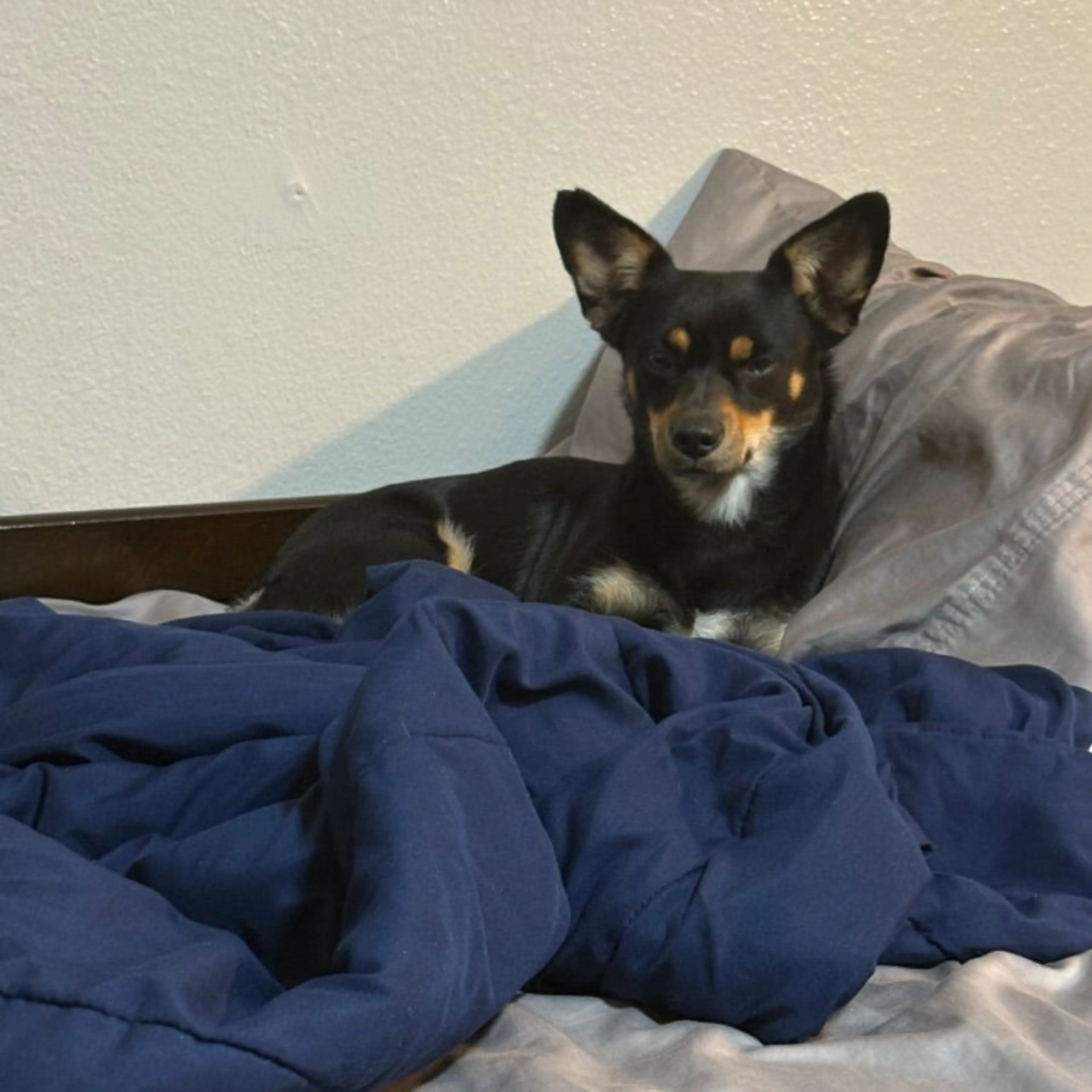 Lost pet-0