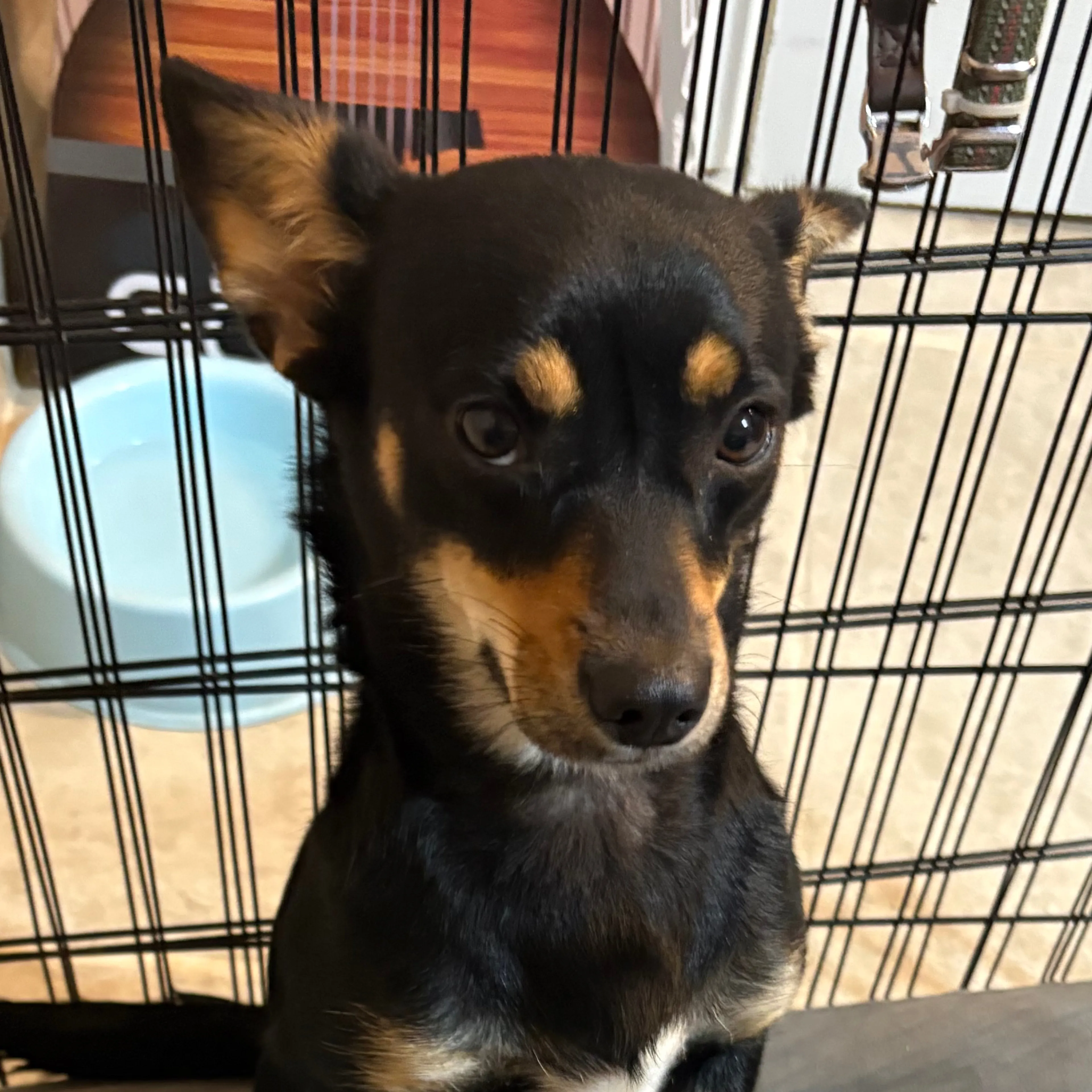 Lost pet-2