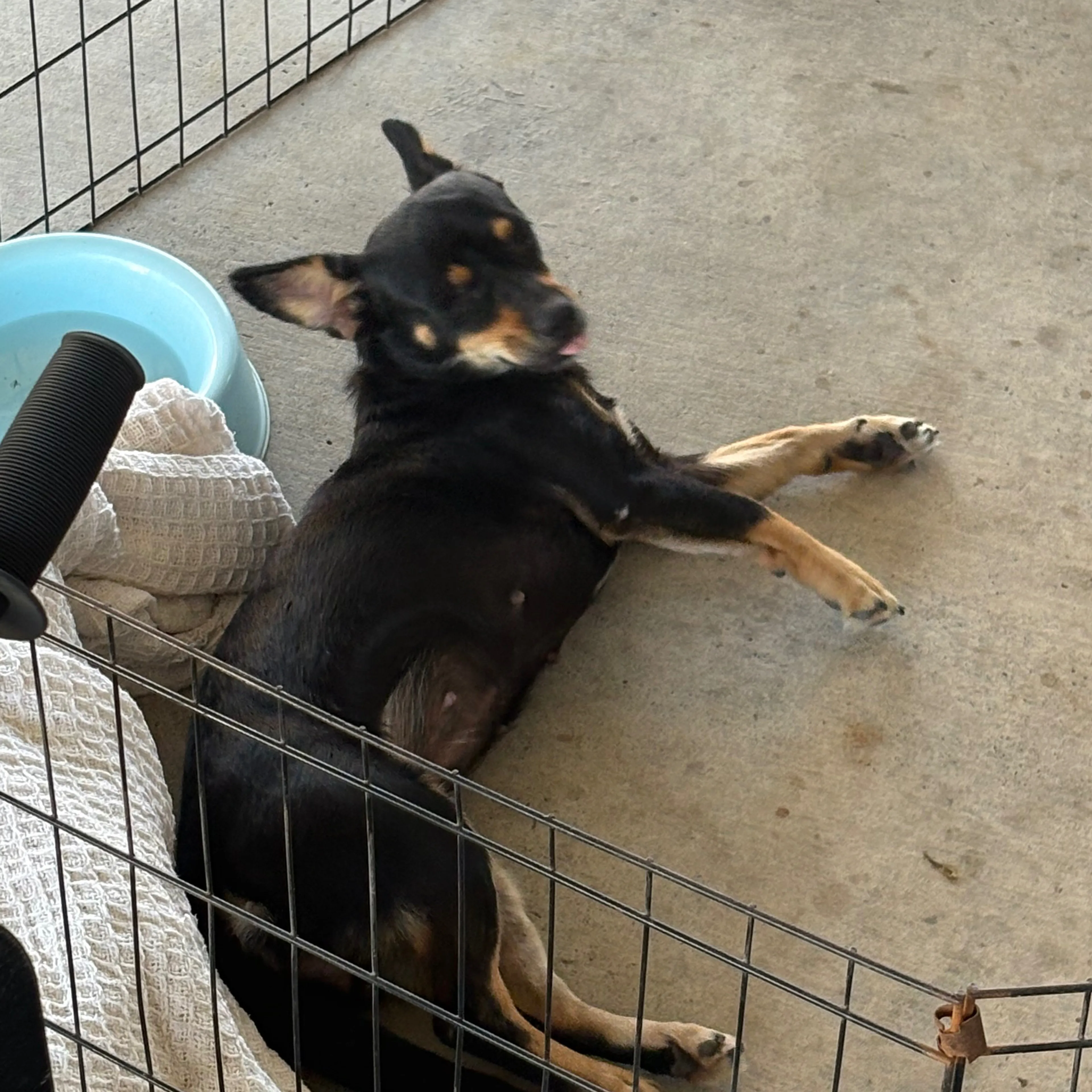 Lost pet-3